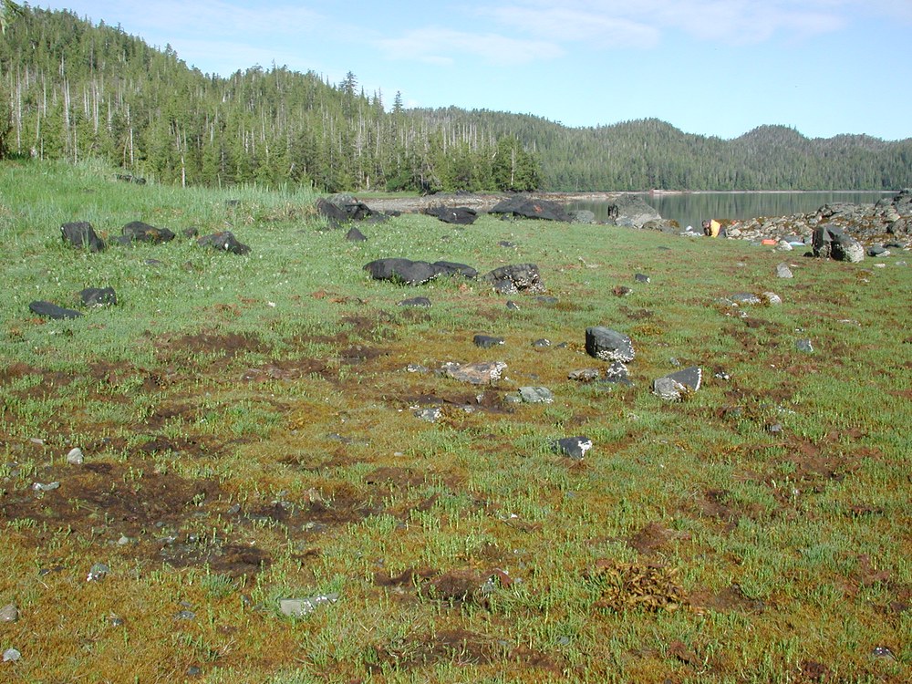 Fucus distichus (dwarf form) – M. Lindeberg · Southeast Alaska · May 2007