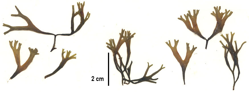 Fucus distichus (dwarf form)