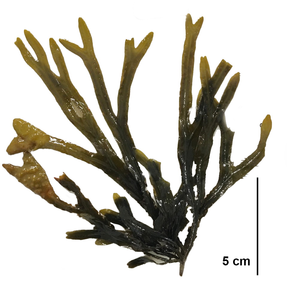 Fucus spiralis