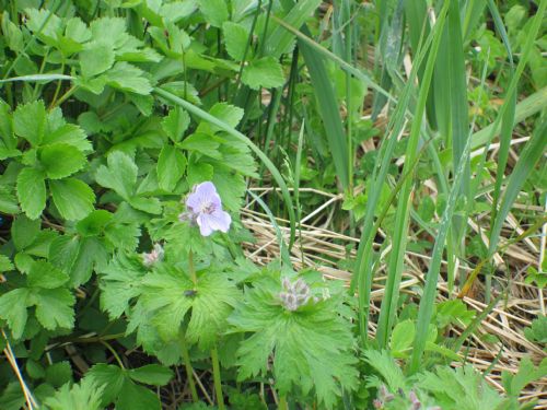Geranium erianthum – M. Lindeberg · Aleutian Islands · June 2007