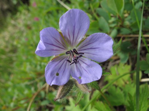 Geranium erianthum