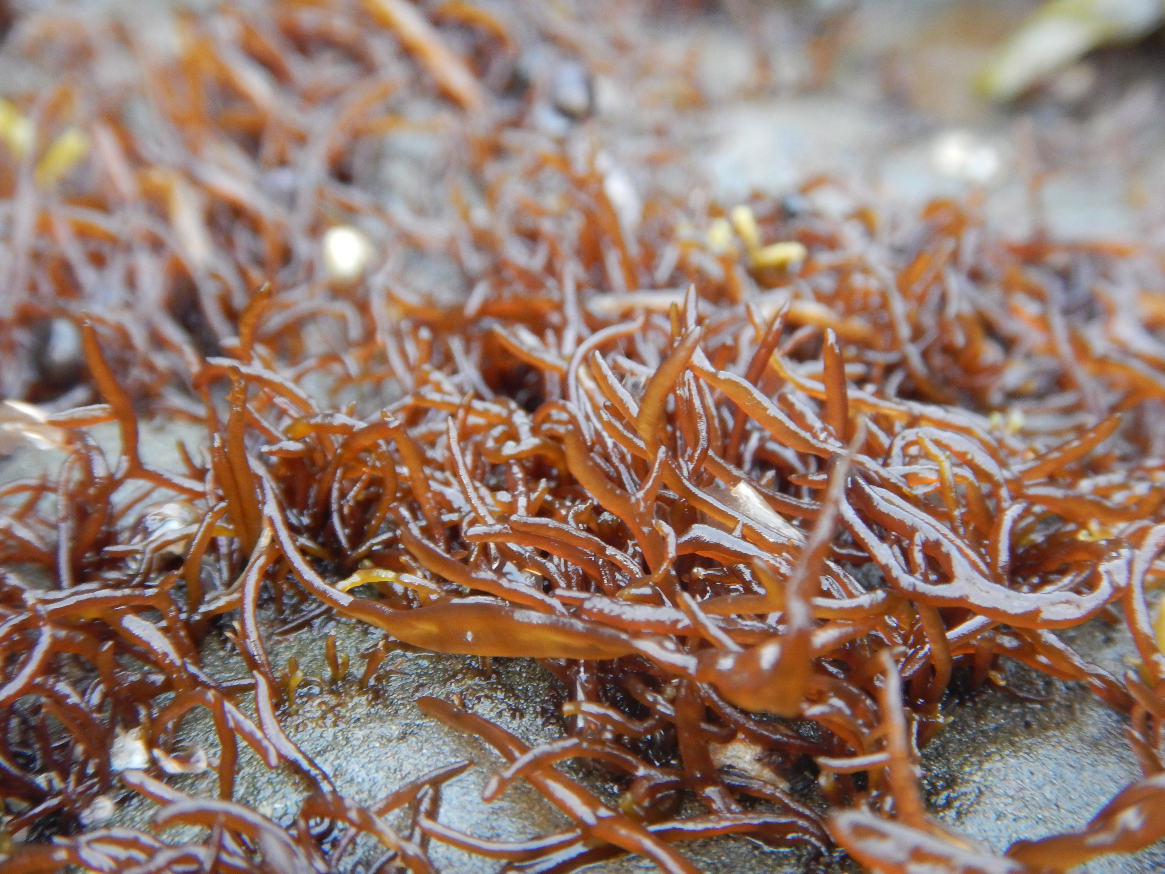 Gloiopeltis furcata – M. Lindeberg · Alaska Peninsula · May 2016