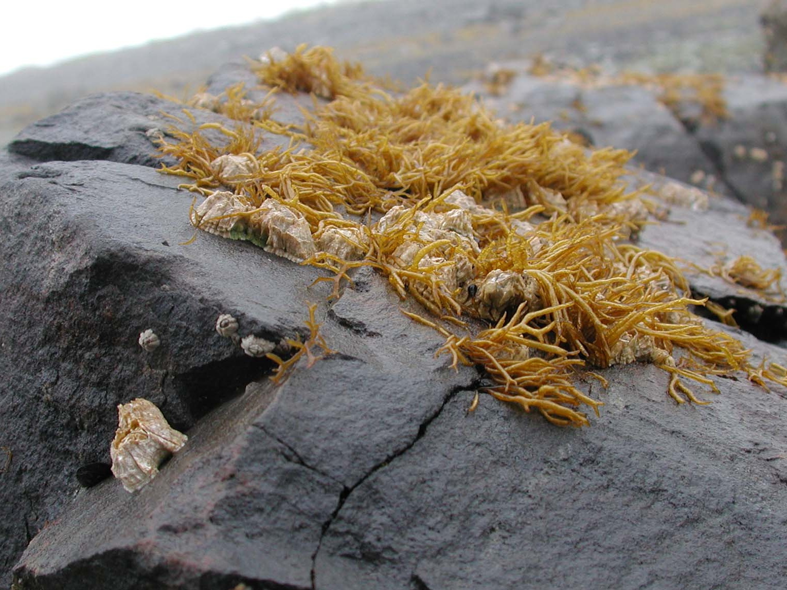 Gloiopeltis furcata – M. Lindeberg · Kenai Peninsula · June 2004