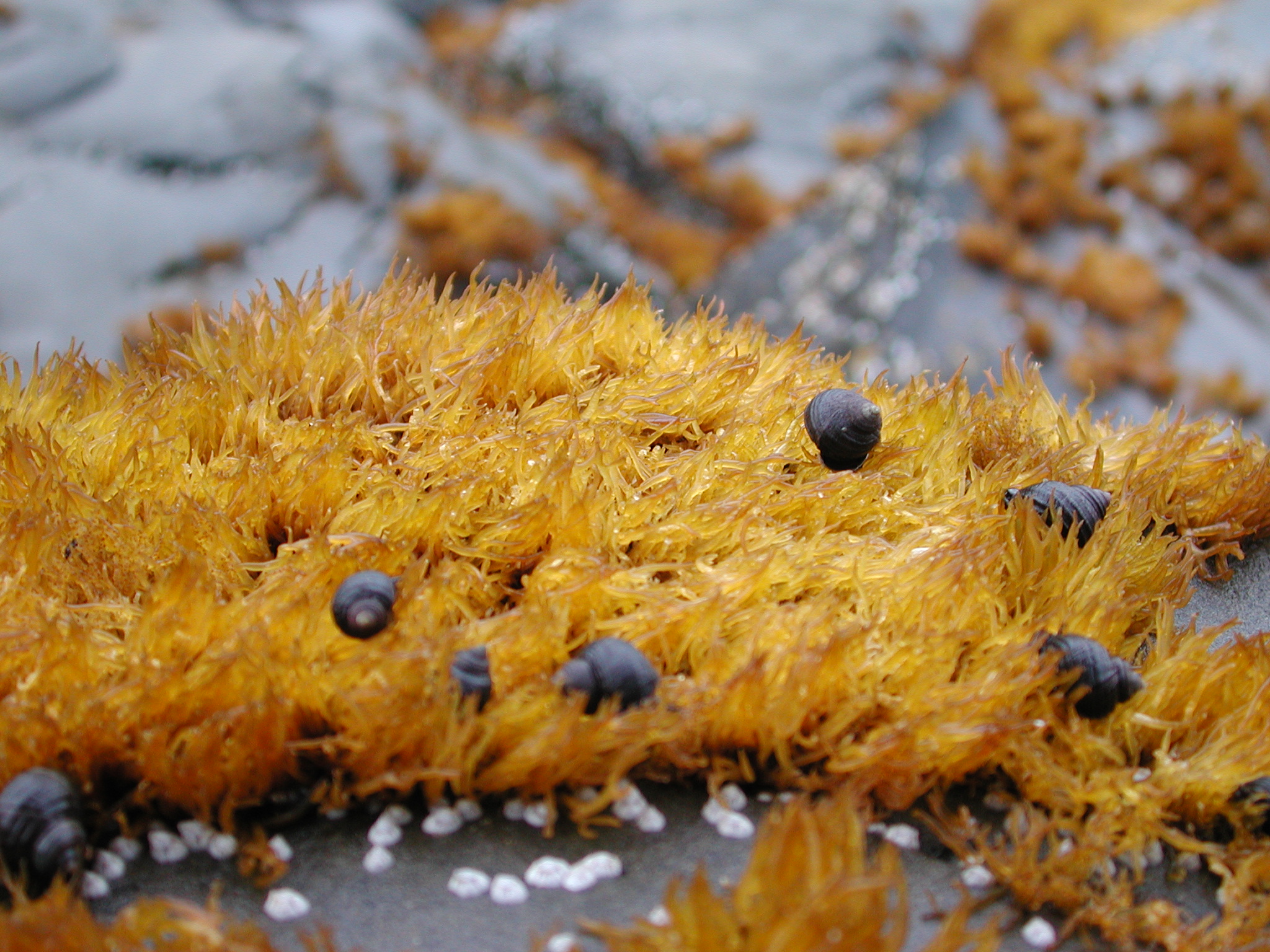 Gloiopeltis furcata – M. Lindeberg · Southeast · June 2006