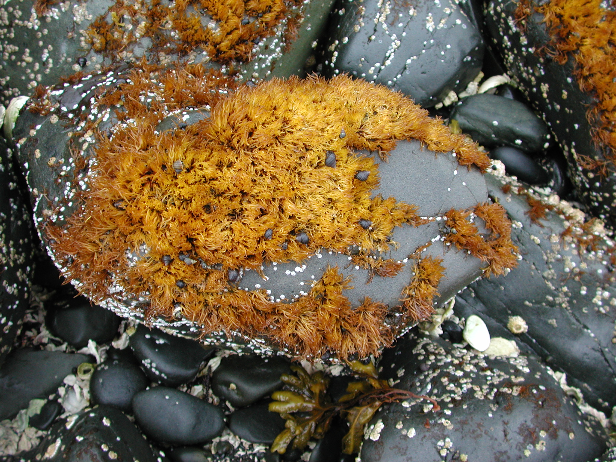 Gloiopeltis furcata – M. Lindeberg · Southeast · June 2006