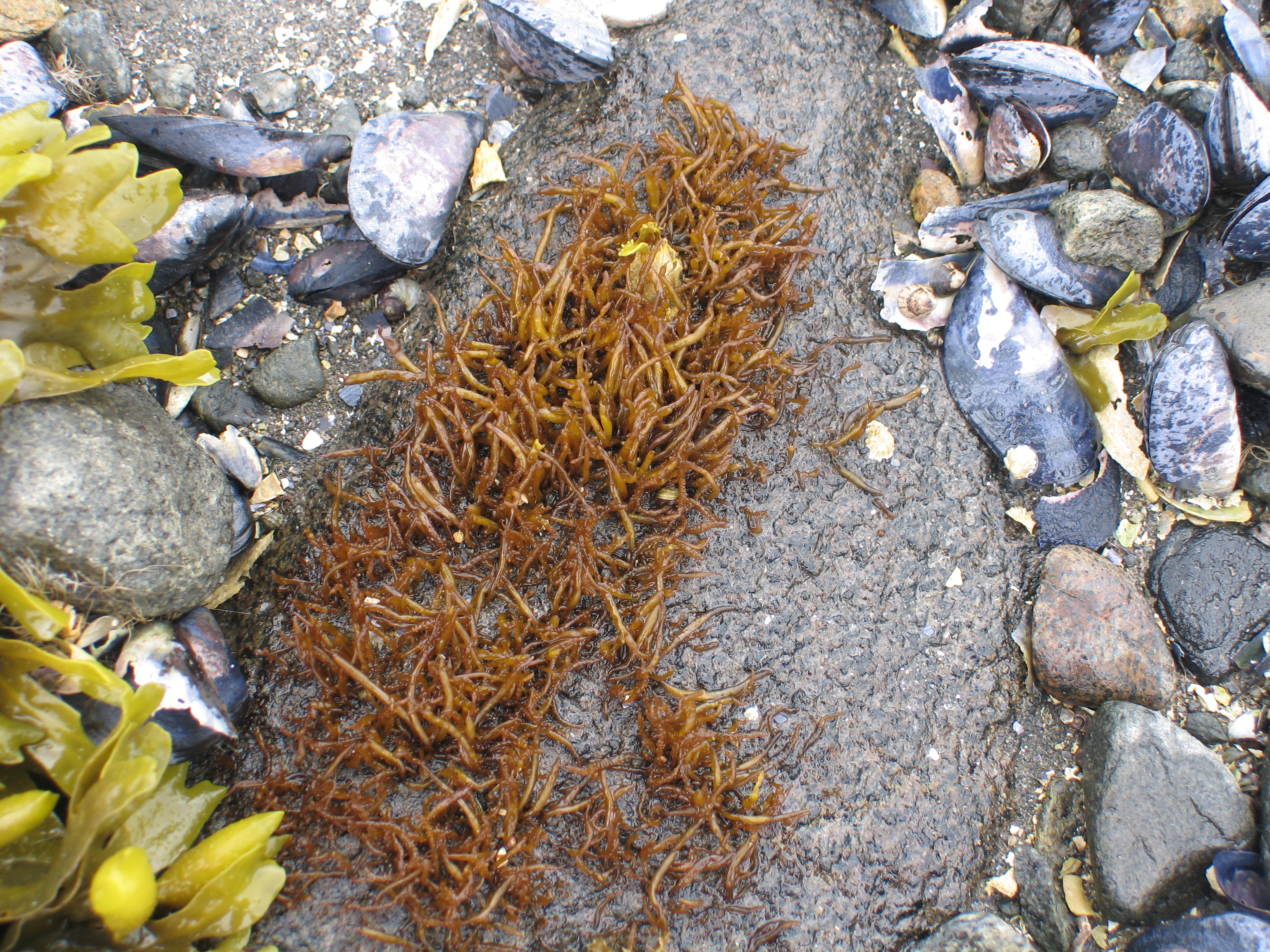 Gloiopeltis furcata – M. Lindeberg · Aleutian Islands · July 2006
