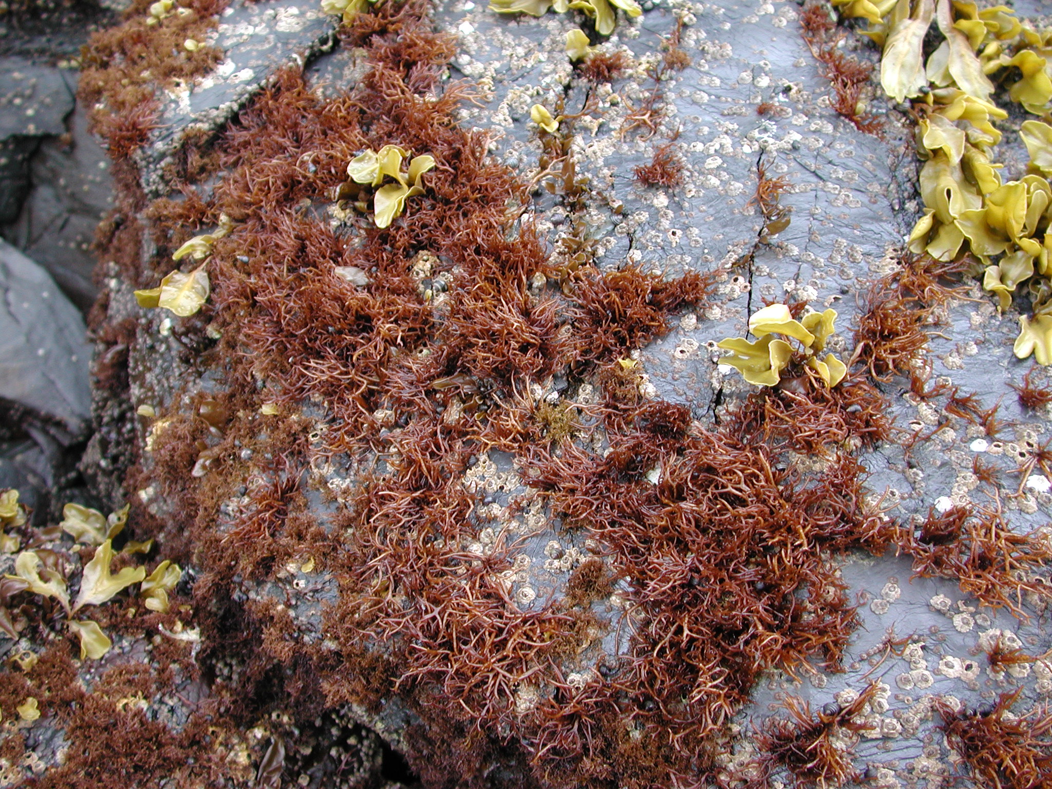 Gloiopeltis furcata – M. Lindeberg · Kodiak Archipelago · May 2005