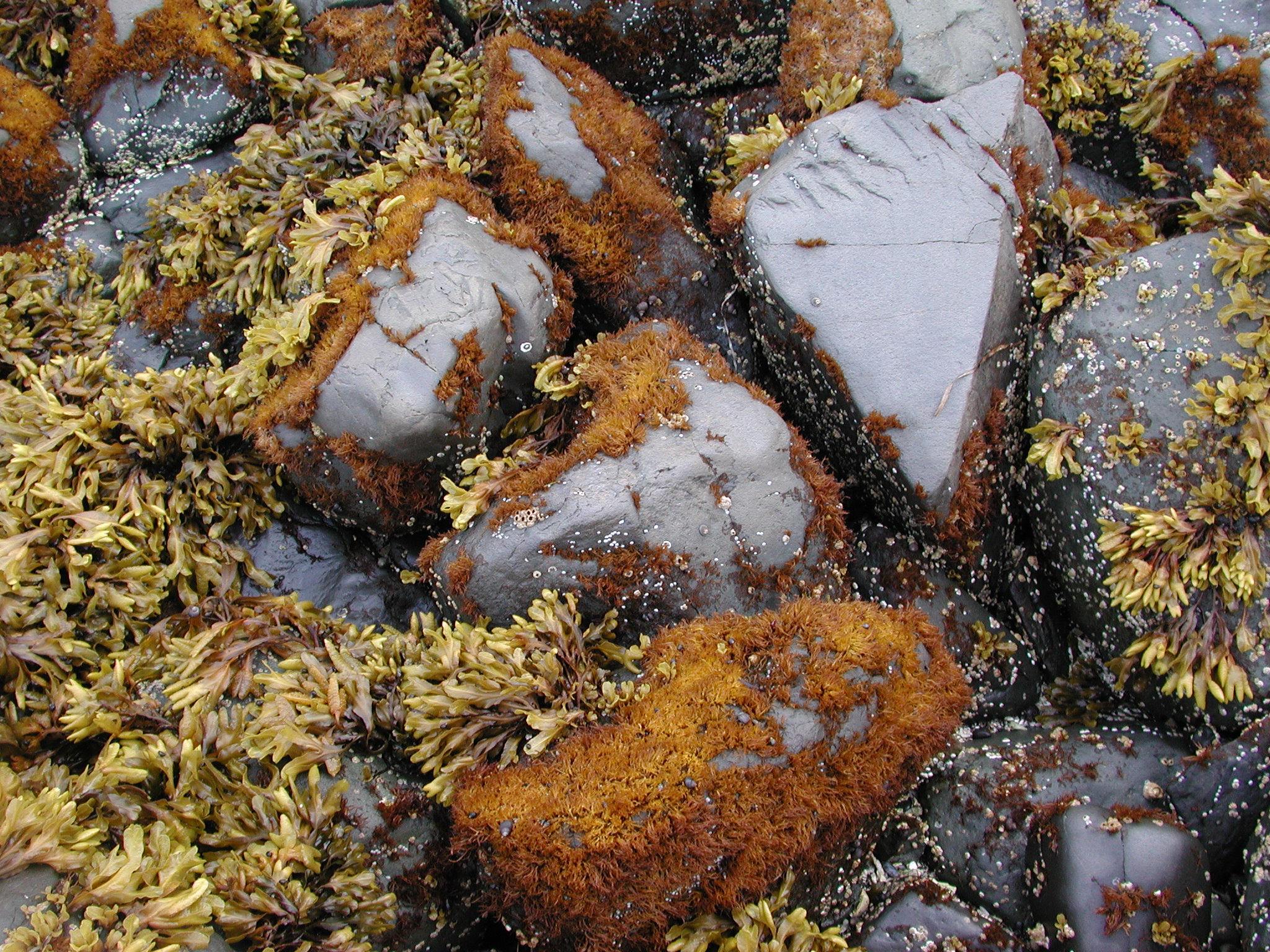 Gloiopeltis furcata – M. Lindeberg · Southeast · June 2006