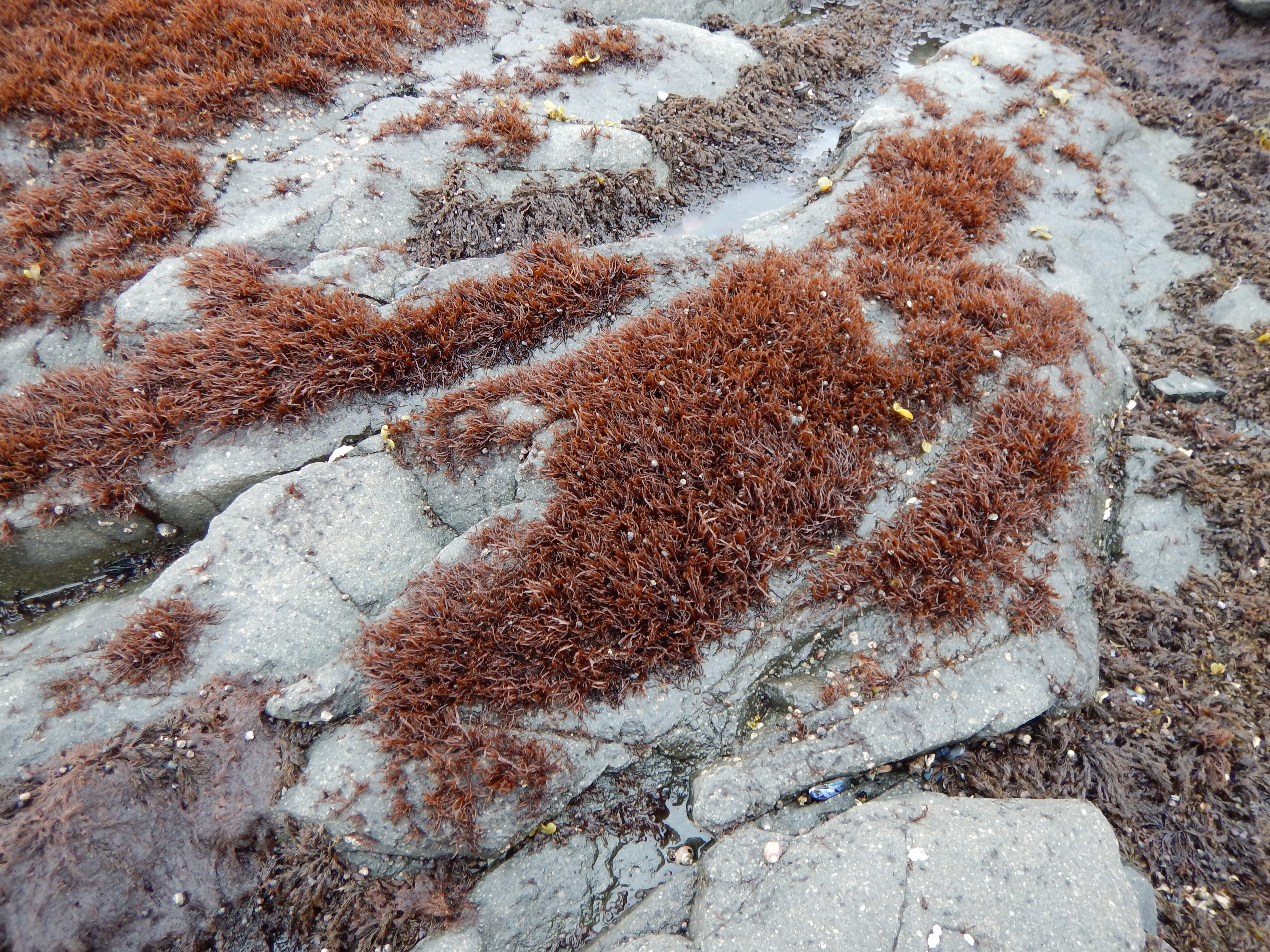Gloiopeltis furcata – M. Lindeberg · Alaska Peninsula · May 2016