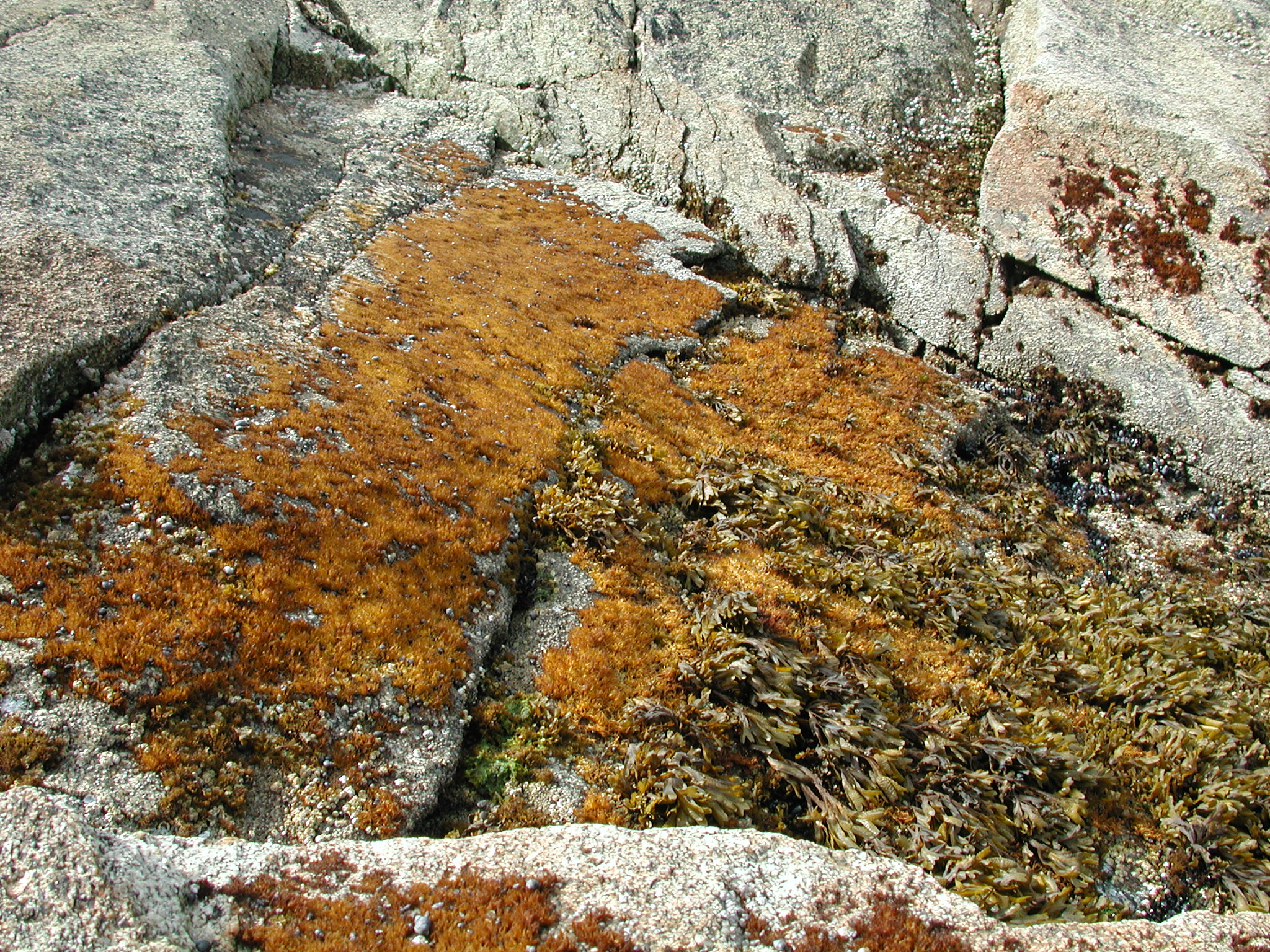 Gloiopeltis furcata – M. Lindeberg · Kenai Peninsula · July 2002