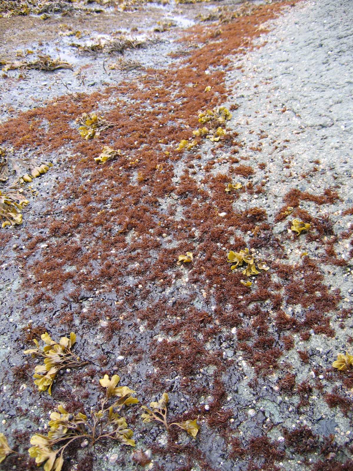 Gloiopeltis furcata – S. Lindstrom · Aleutian Islands · June 2005