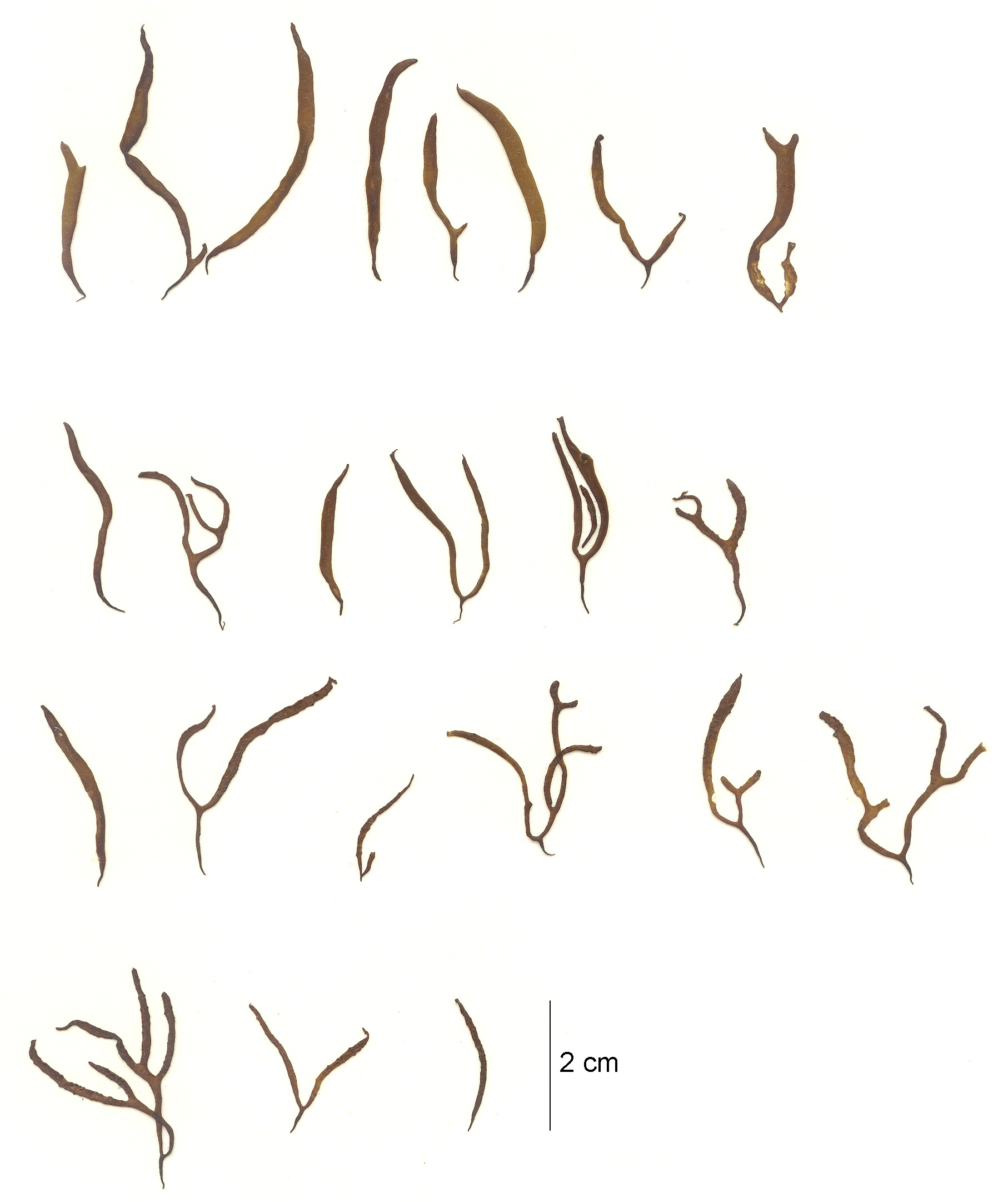 Gloiopeltis furcata – M. Lindeberg · Aleutian Islands · July 2006