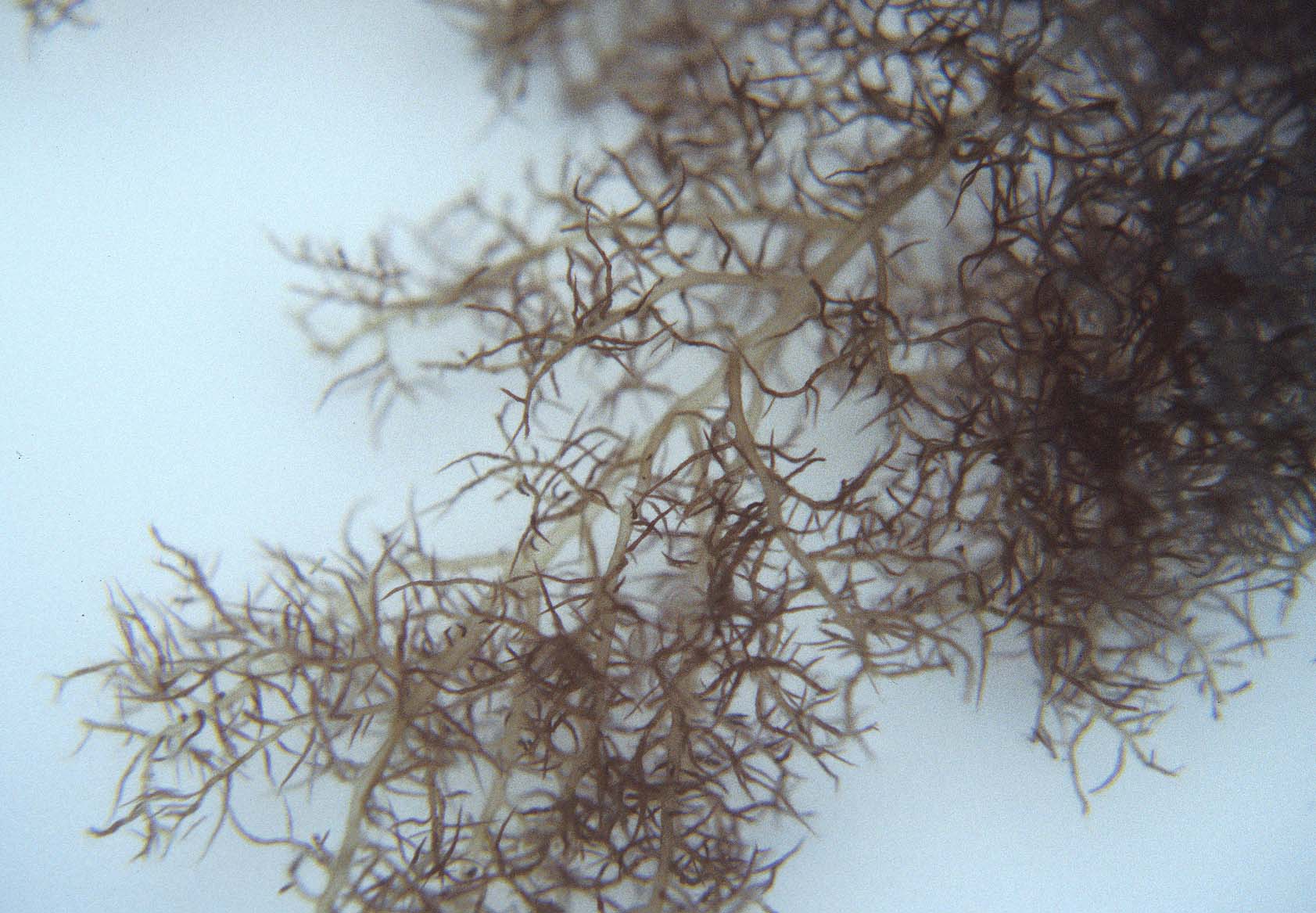 Gloiosiphonia capillaris – M. Lindeberg · Prince William Sound · June 1998