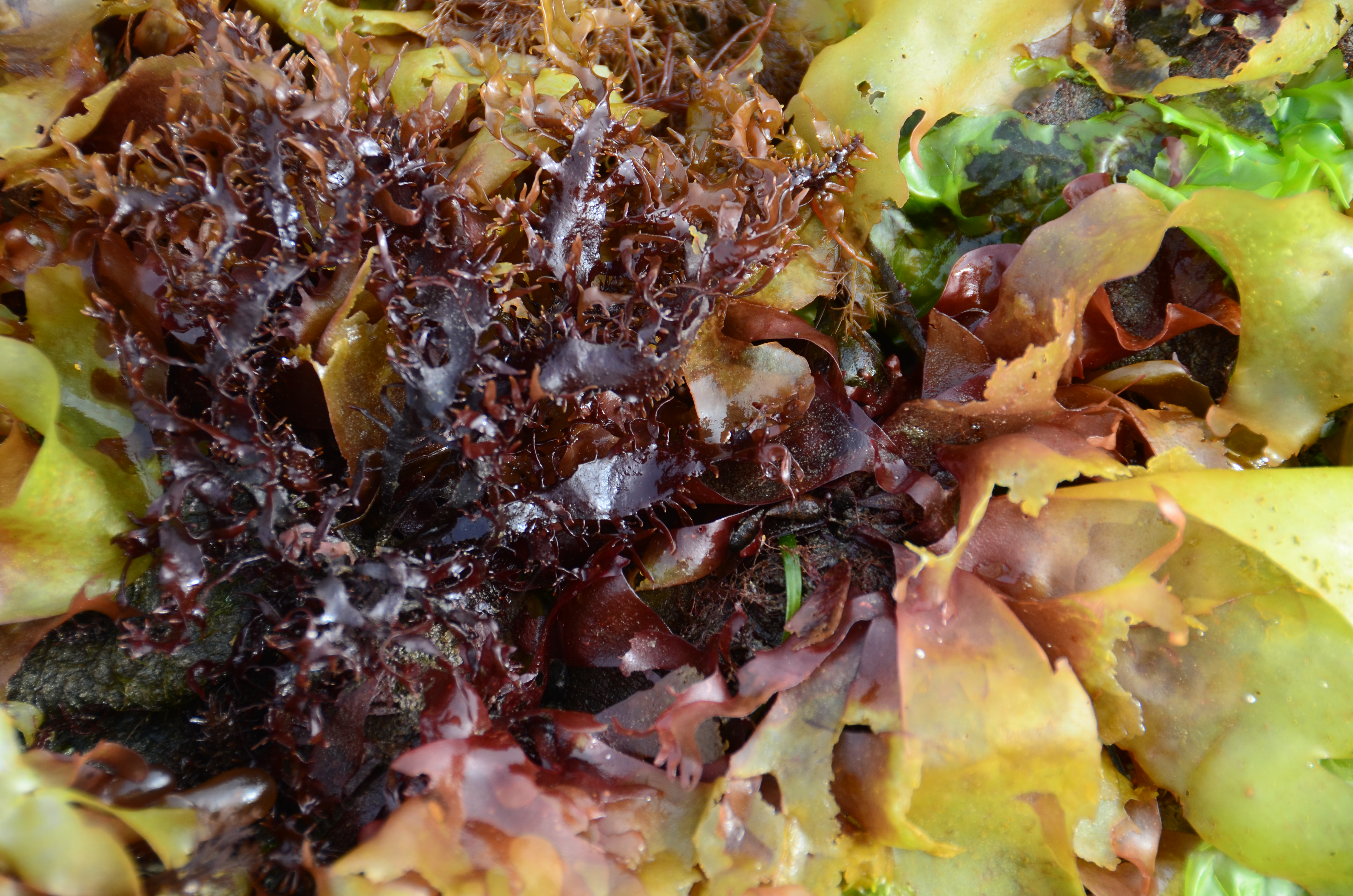 Grateloupia californica – M. Lindeberg · Southeast · May 2013