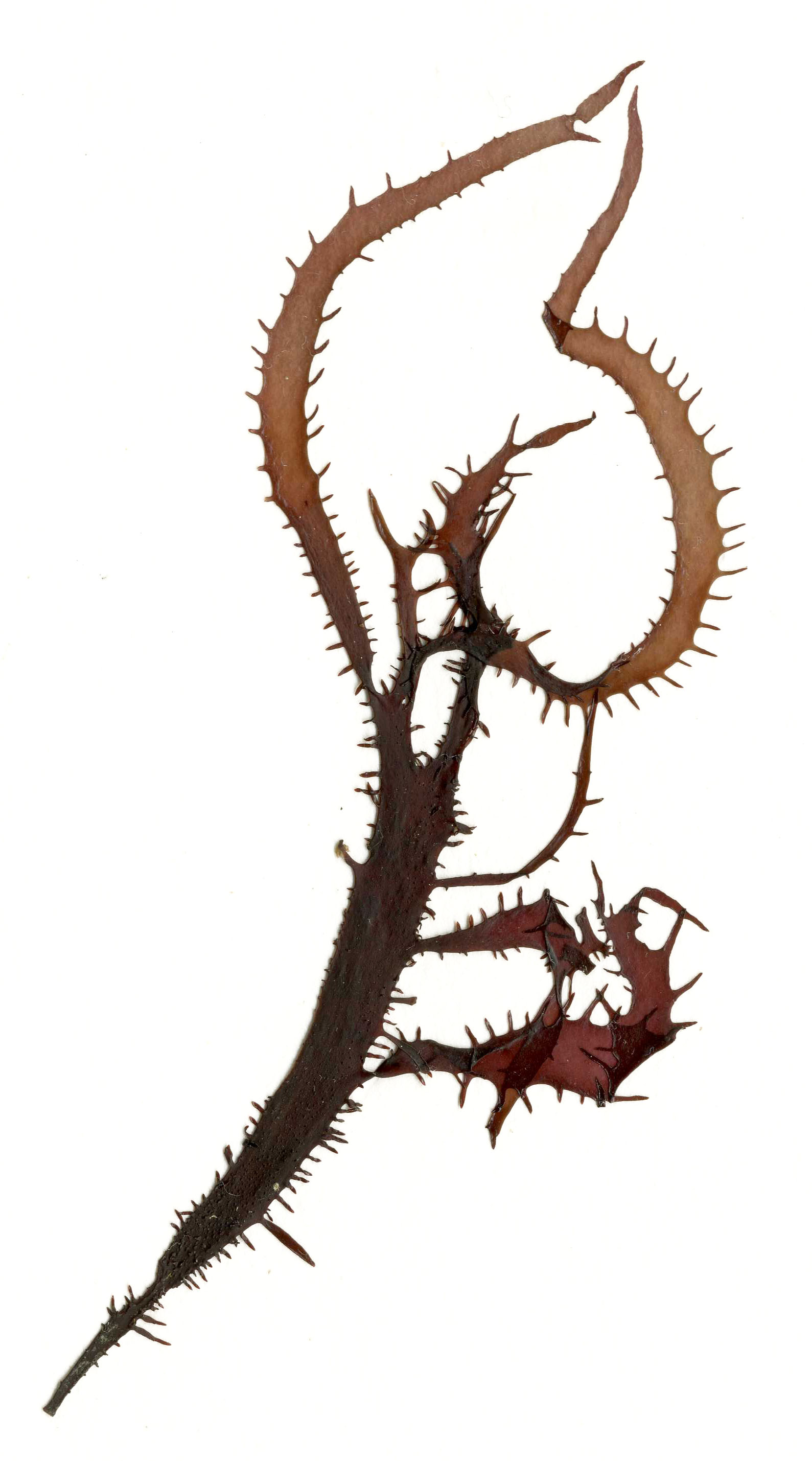 Grateloupia californica – M. Lindeberg · Southeast · May 2013