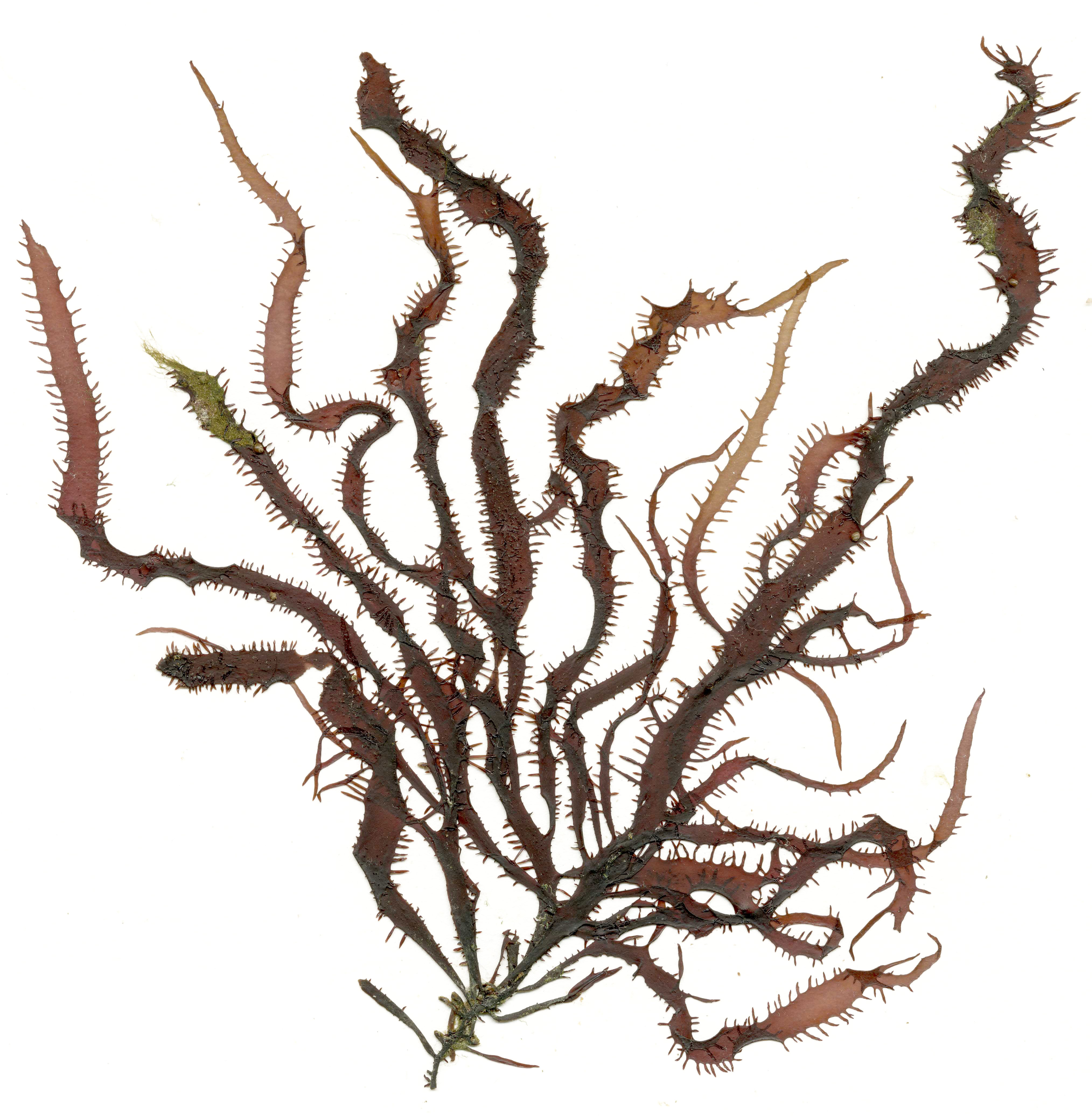 Grateloupia californica – M. Lindeberg · Southeast · May 2013