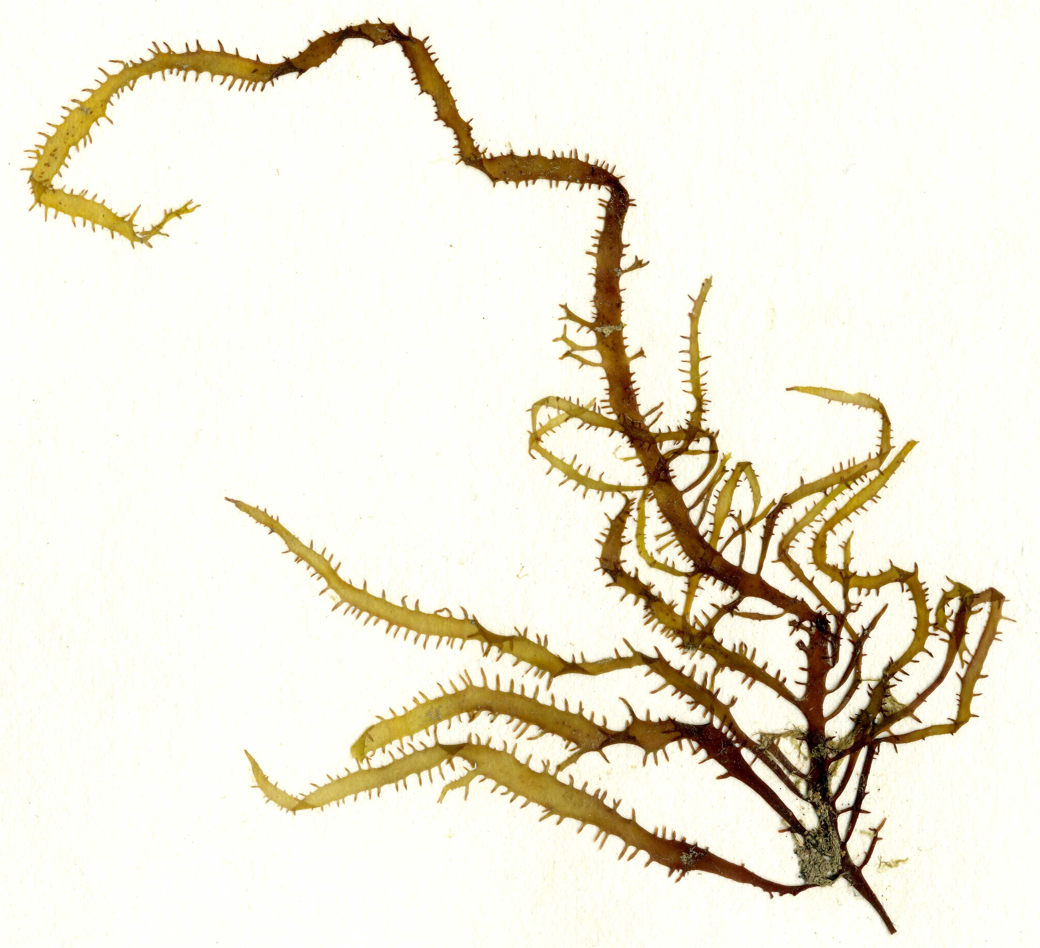 Grateloupia californica – M. Lindeberg · Southeast · May 2013