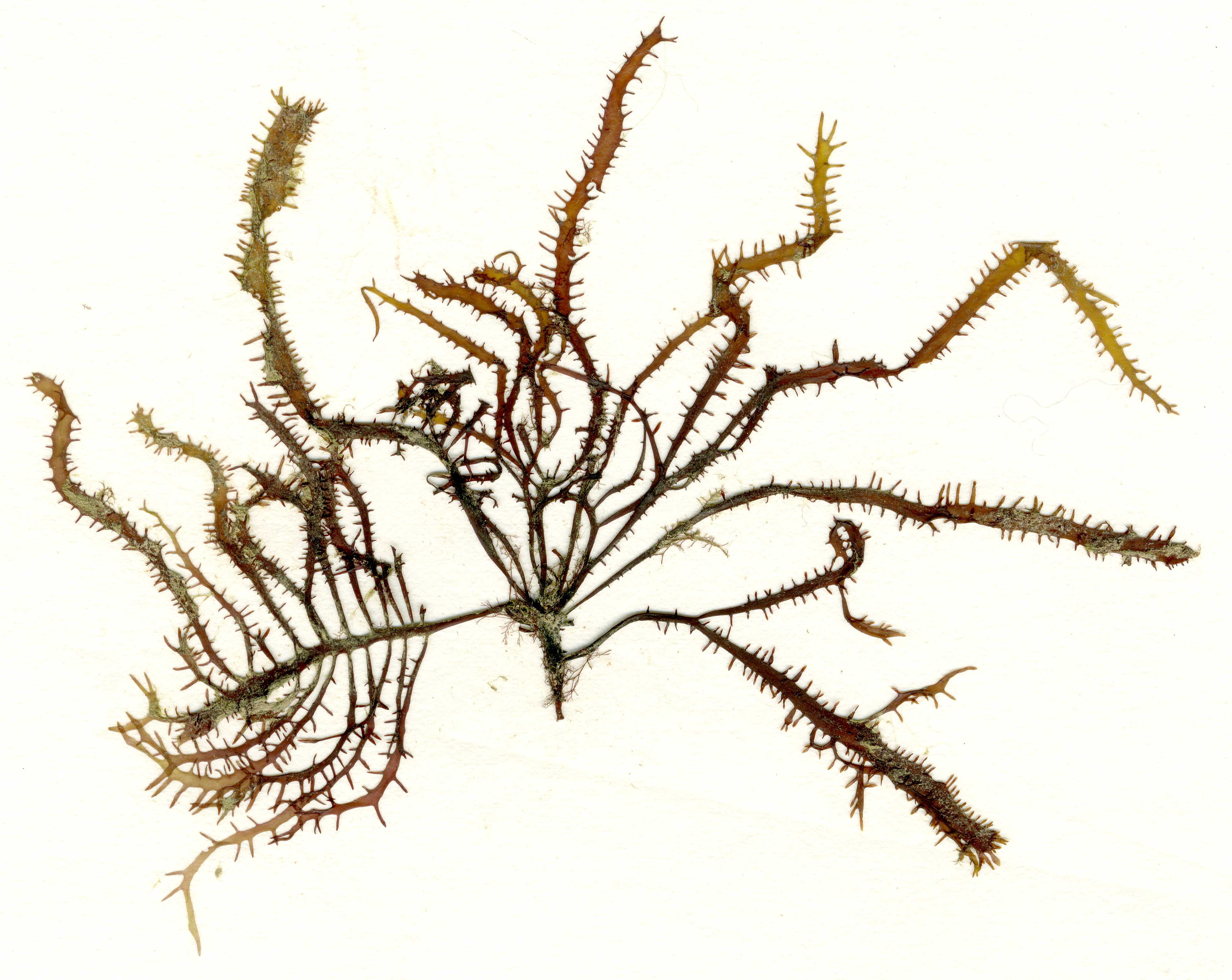 Grateloupia californica – M. Lindeberg · Southeast · May 2013