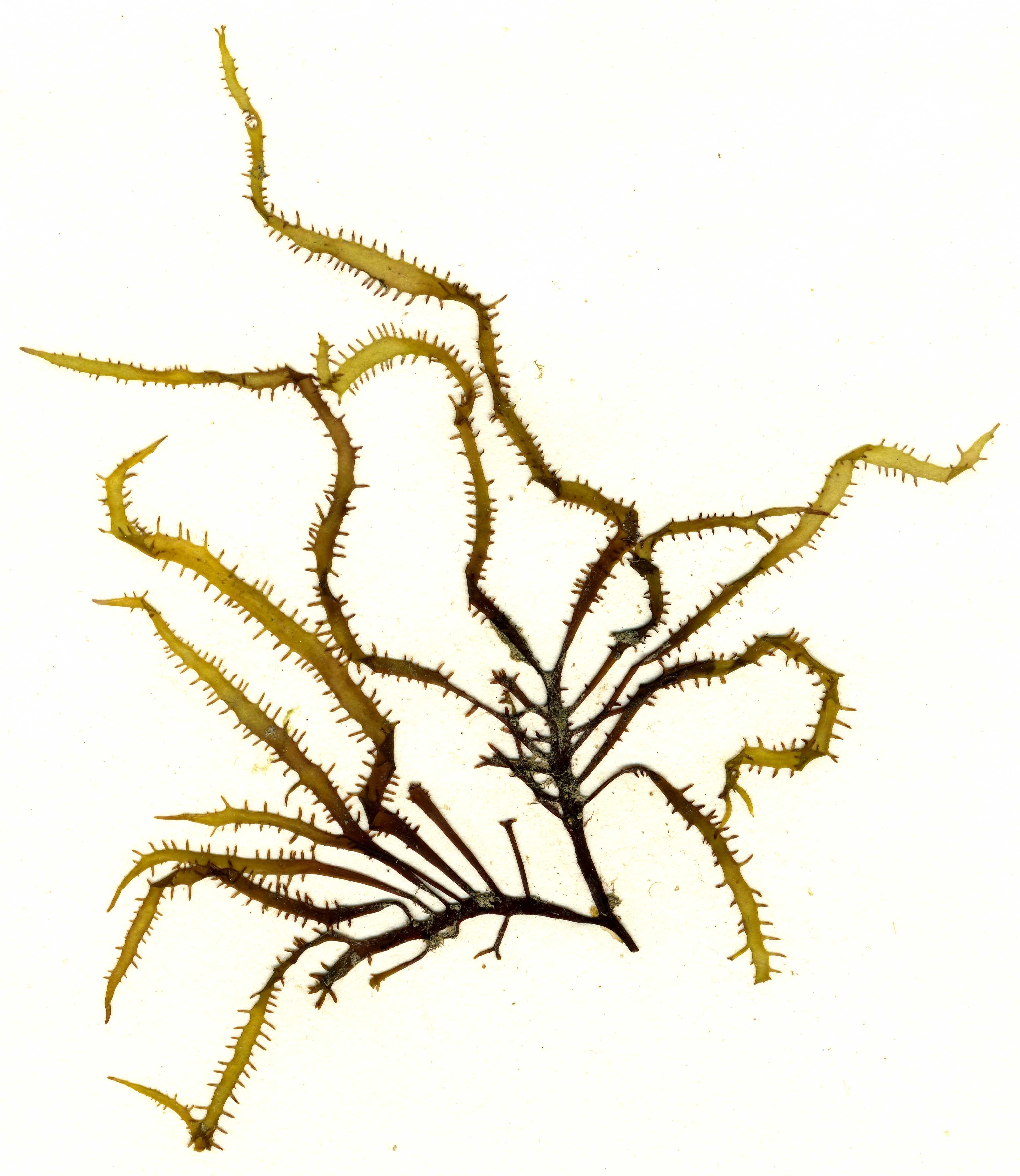 Grateloupia californica