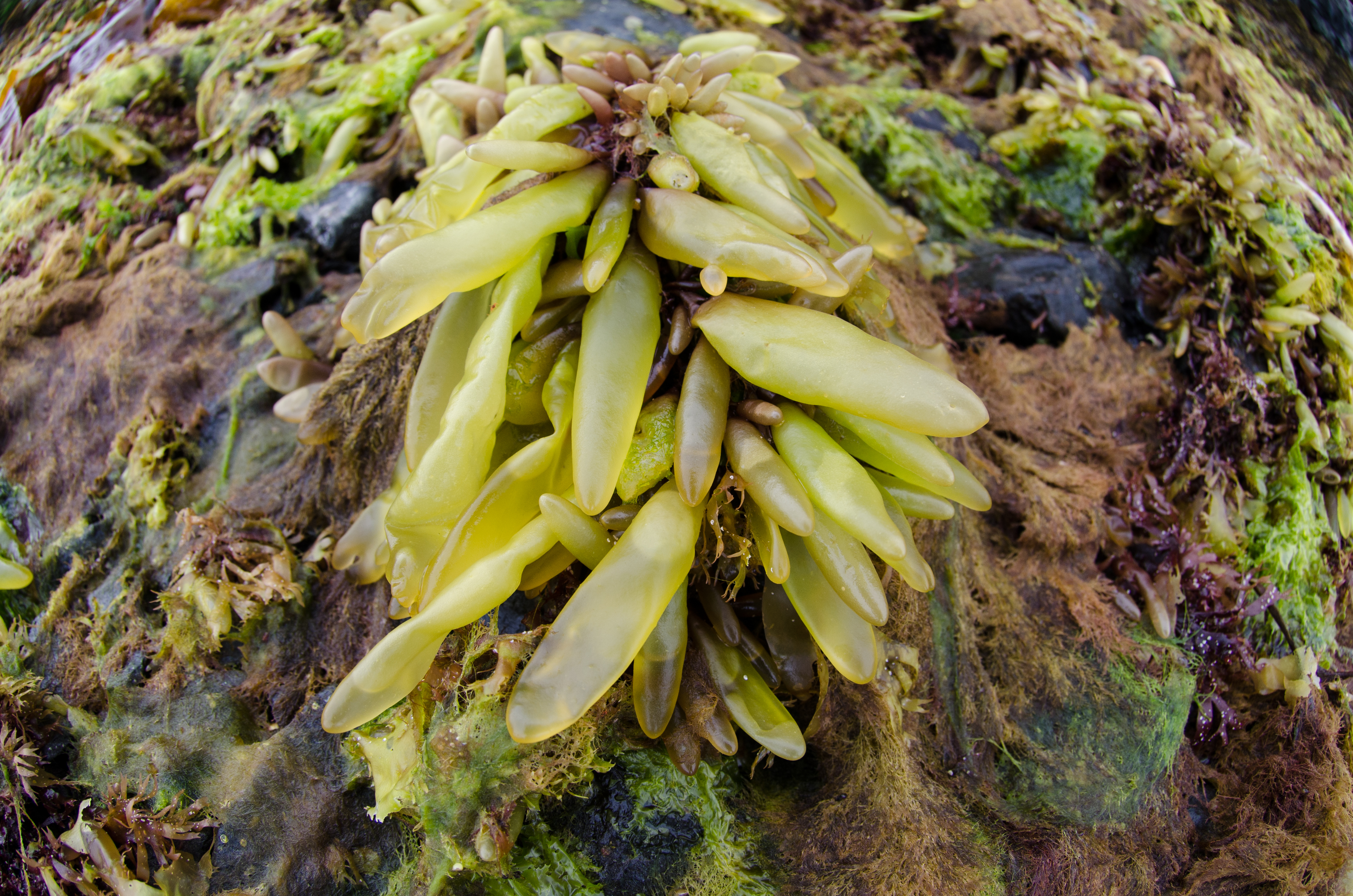 Halosaccion fucicola – M. Lindeberg · Prince William Sound · June 2013