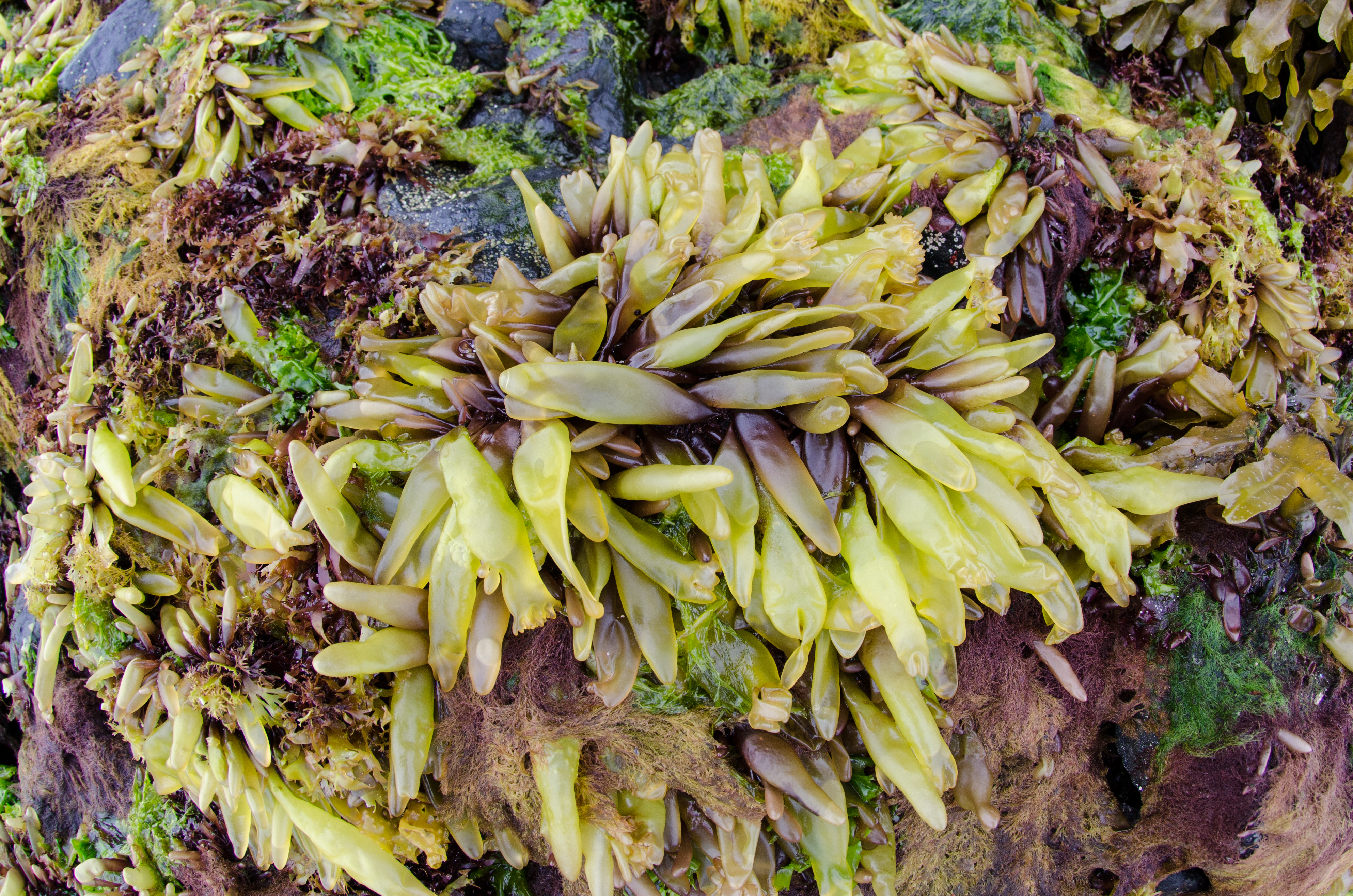 Halosaccion fucicola – M. Lindeberg · Prince William Sound · June 2013