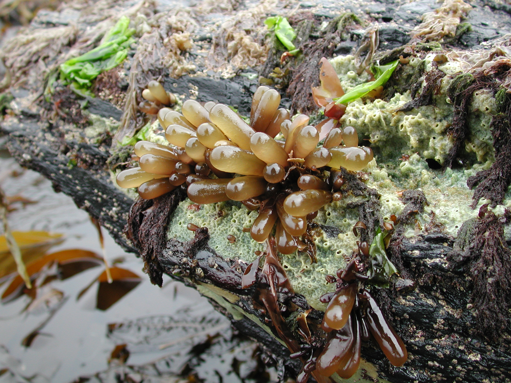 Halosaccion fucicola – M. Lindeberg · Kenai Peninsula · July 2002