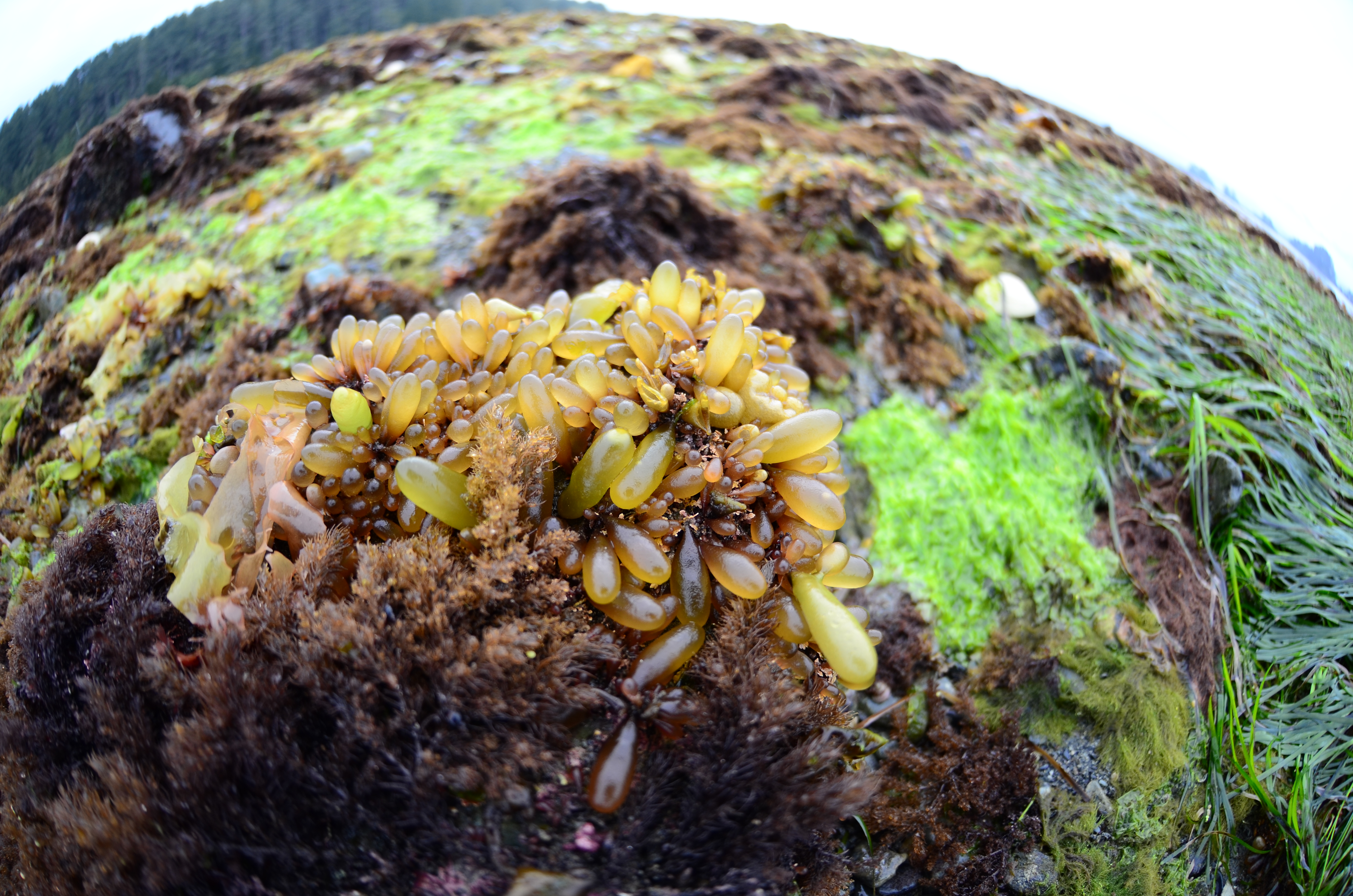 Halosaccion fucicola – M. Lindeberg · Southeast · May 2013