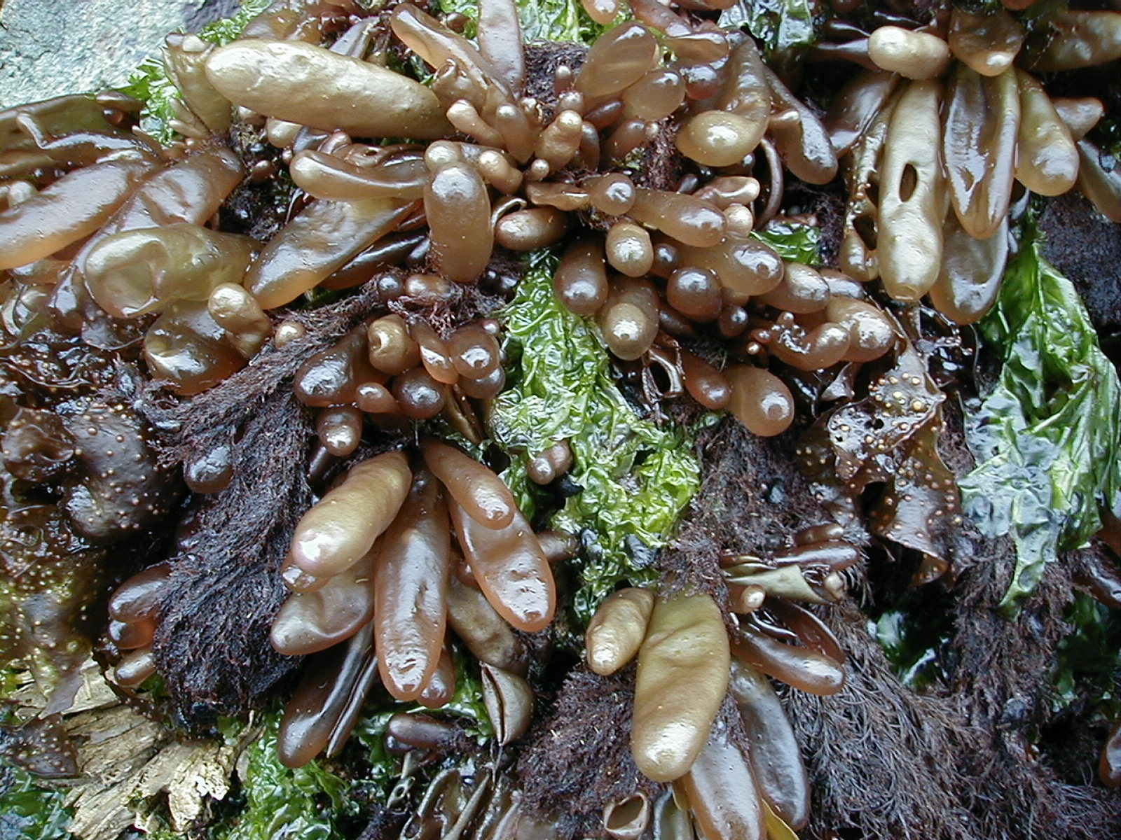 Halosaccion fucicola – M. Lindeberg