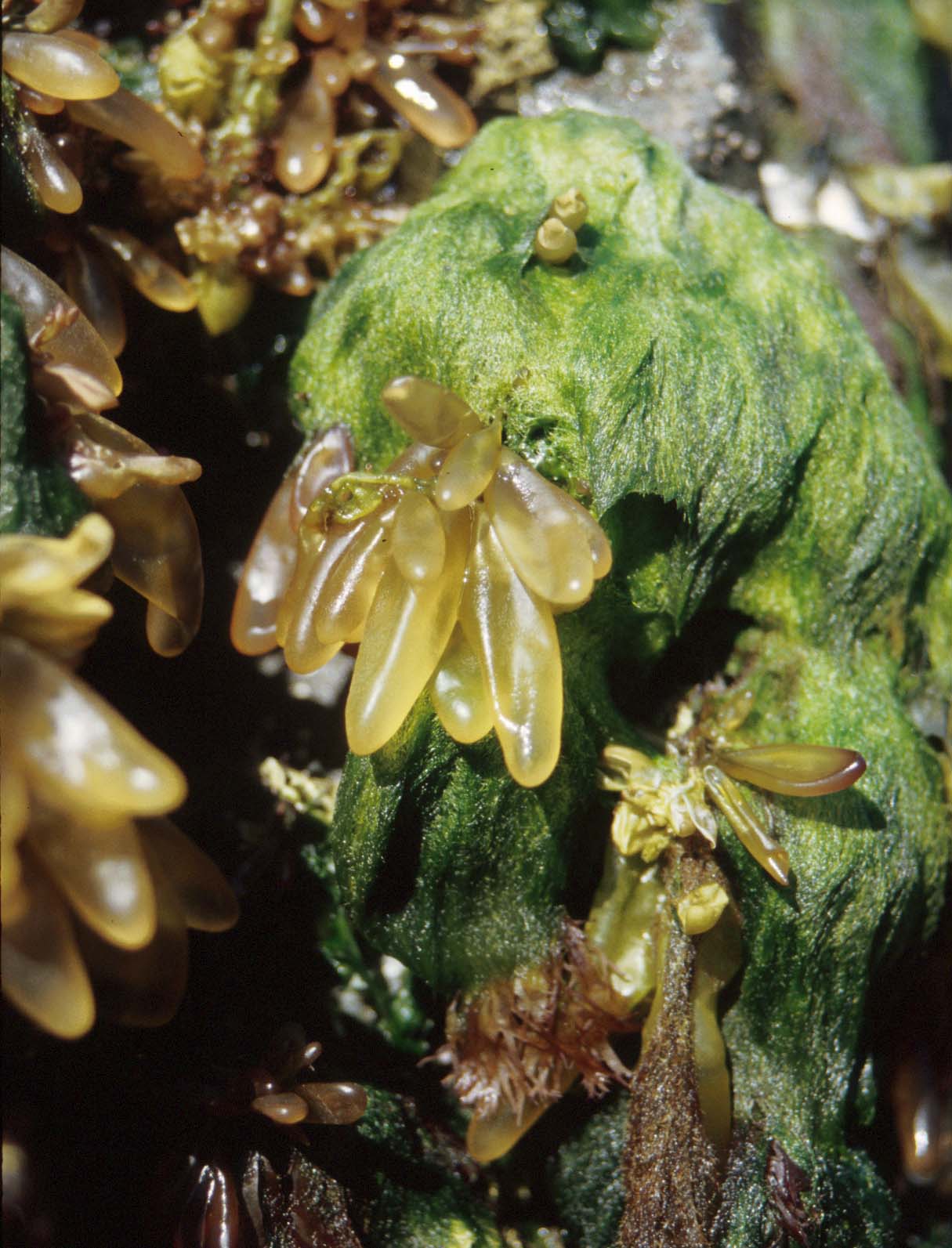 Halosaccion fucicola – M. Lindeberg