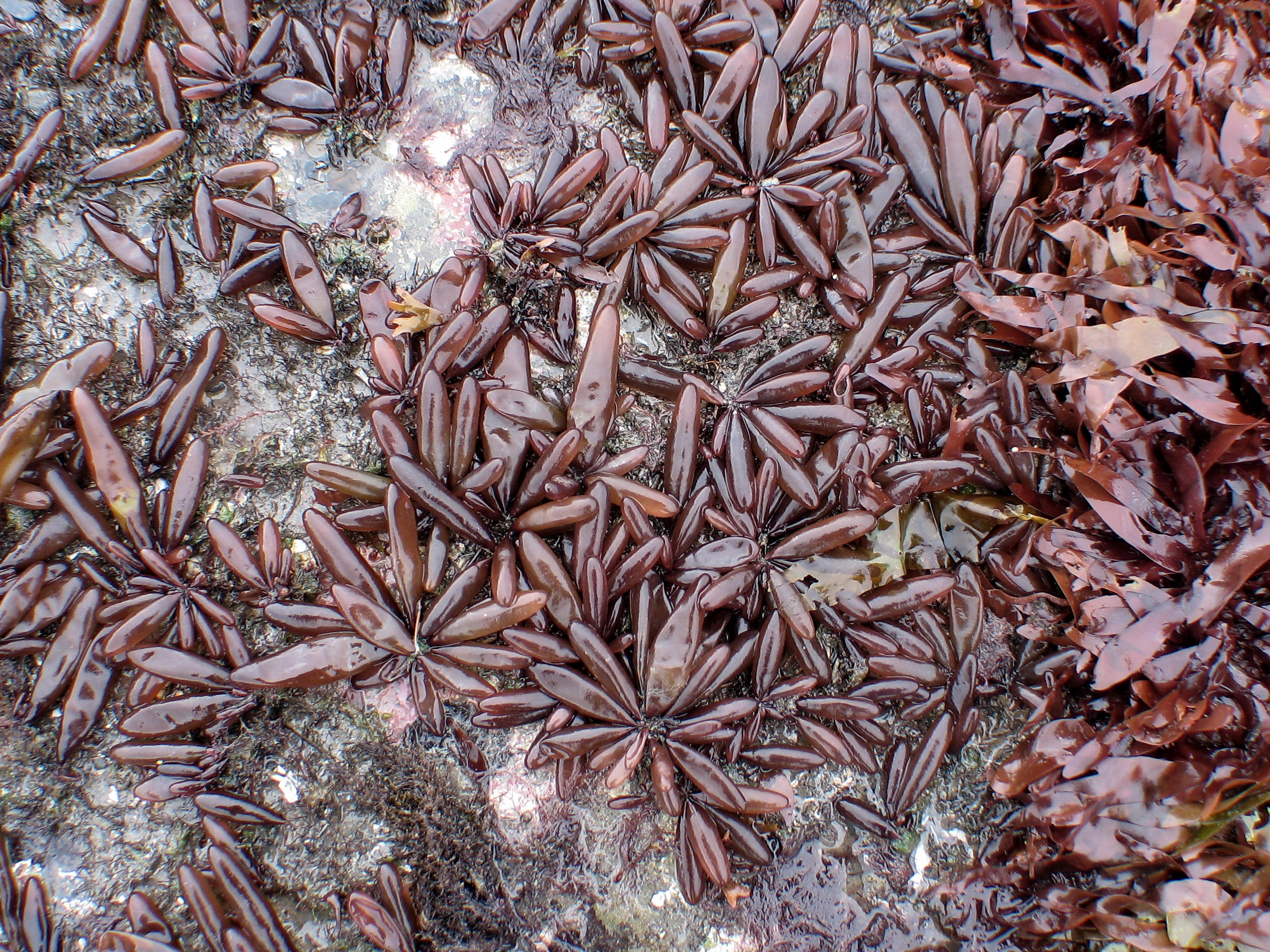 Halosaccion fucicola – M. Lindeberg · Cook Inlet · July 2009