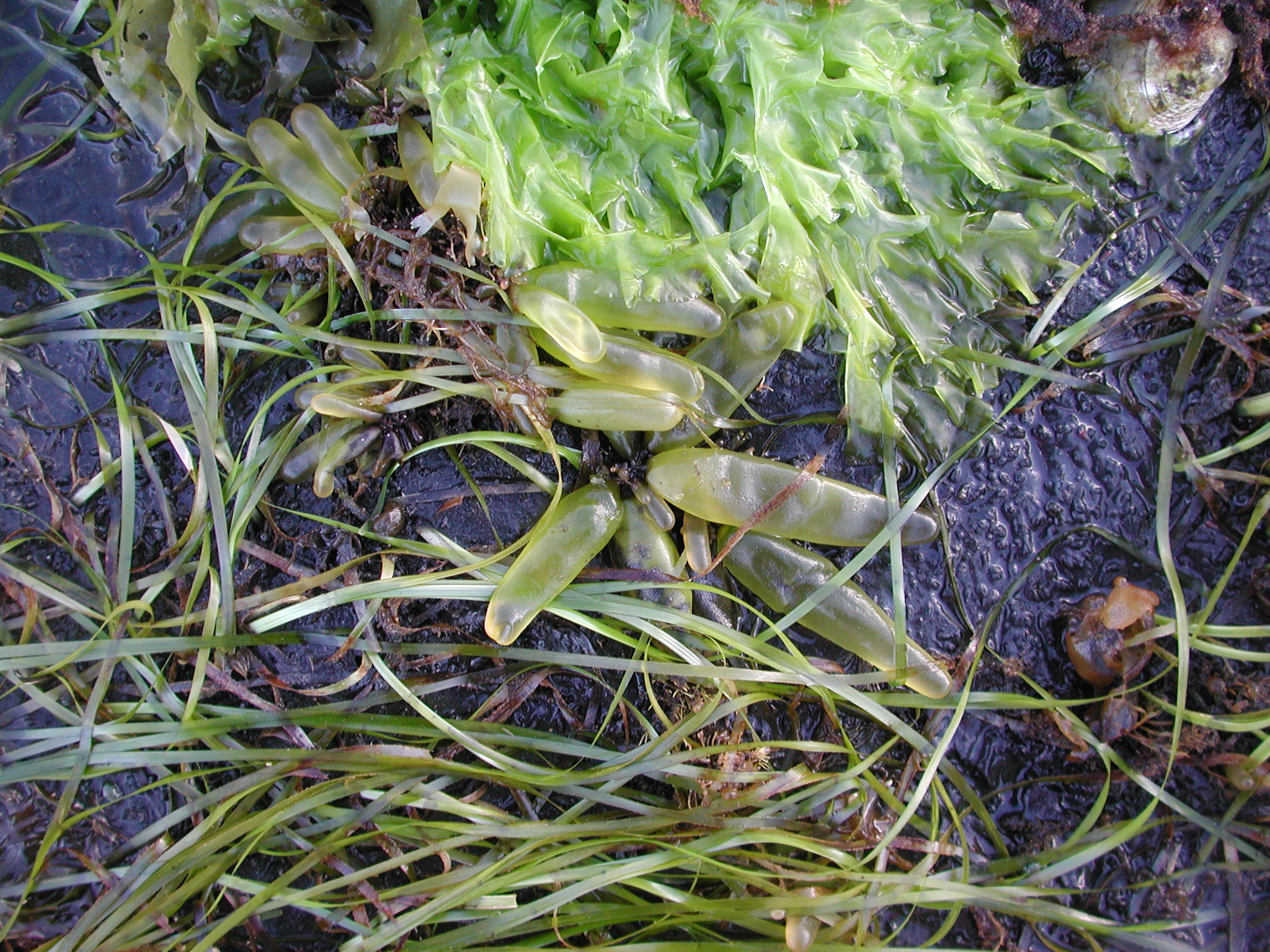 Halosaccion fucicola – M. Lindeberg · Kodiak Archipelago · June 2005