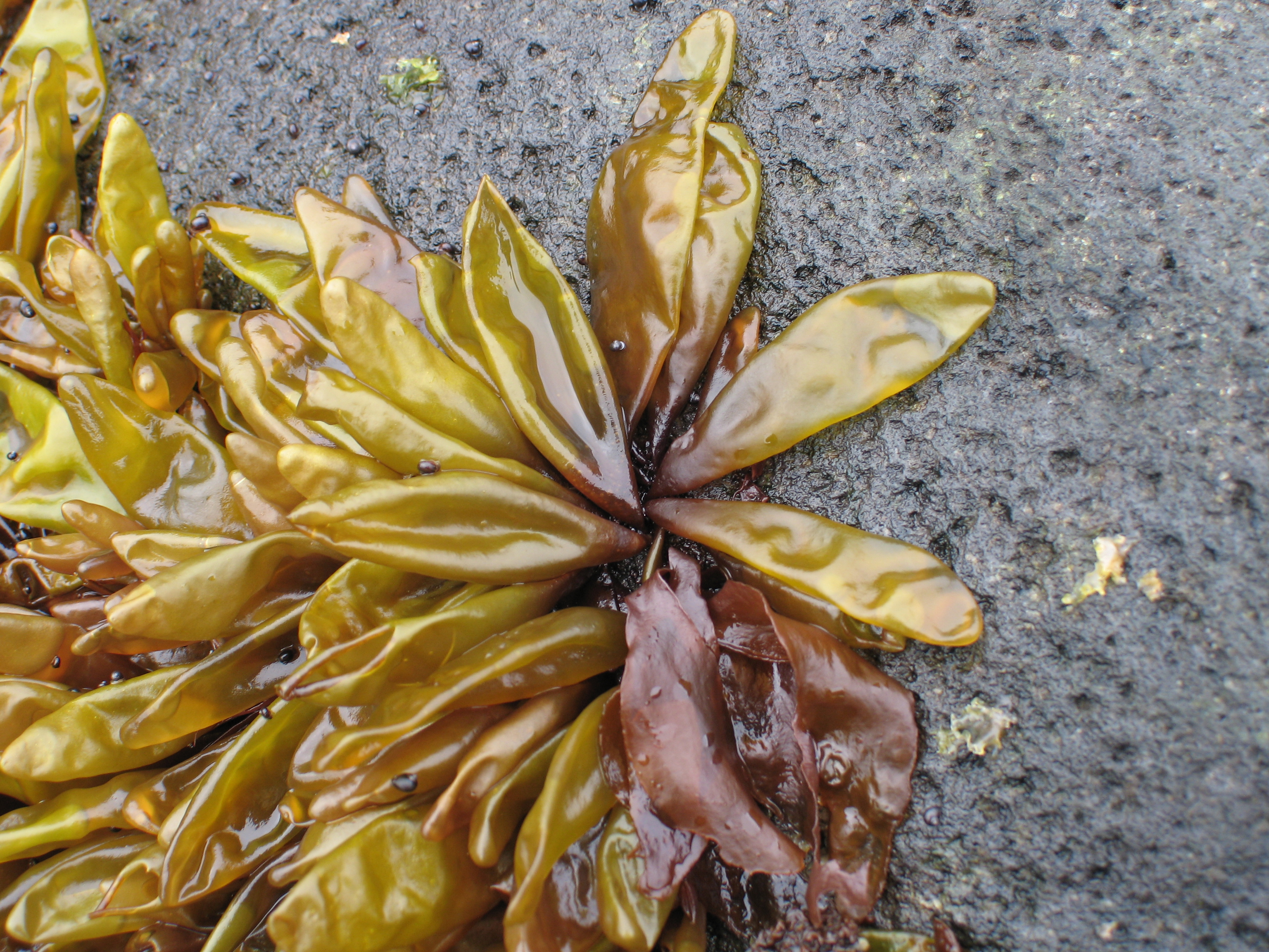 Halosaccion fucicola – M. Lindeberg · Aleutian Islands · July 2006