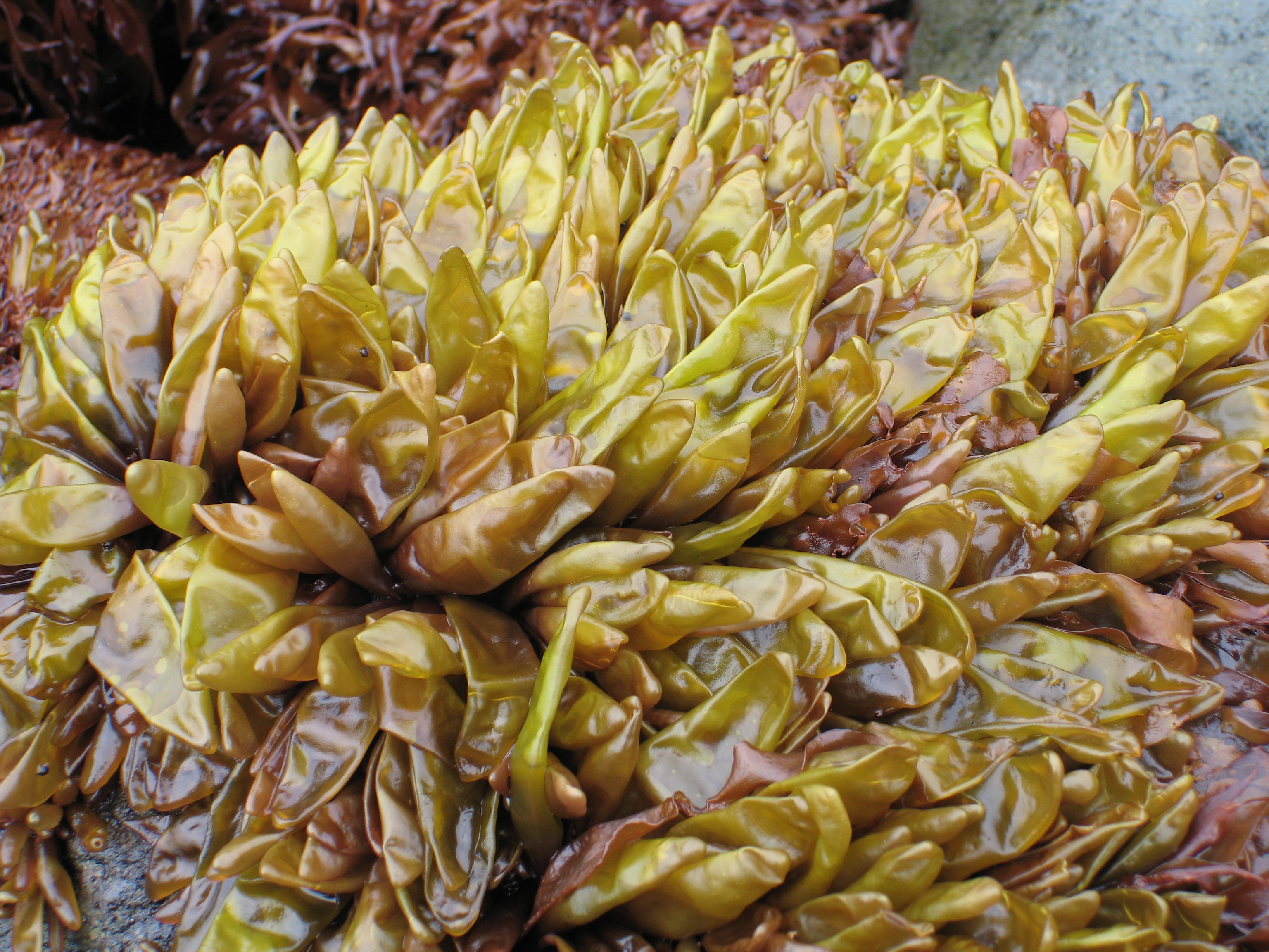 Halosaccion fucicola – M. Lindeberg · Aleutian Islands · July 2006