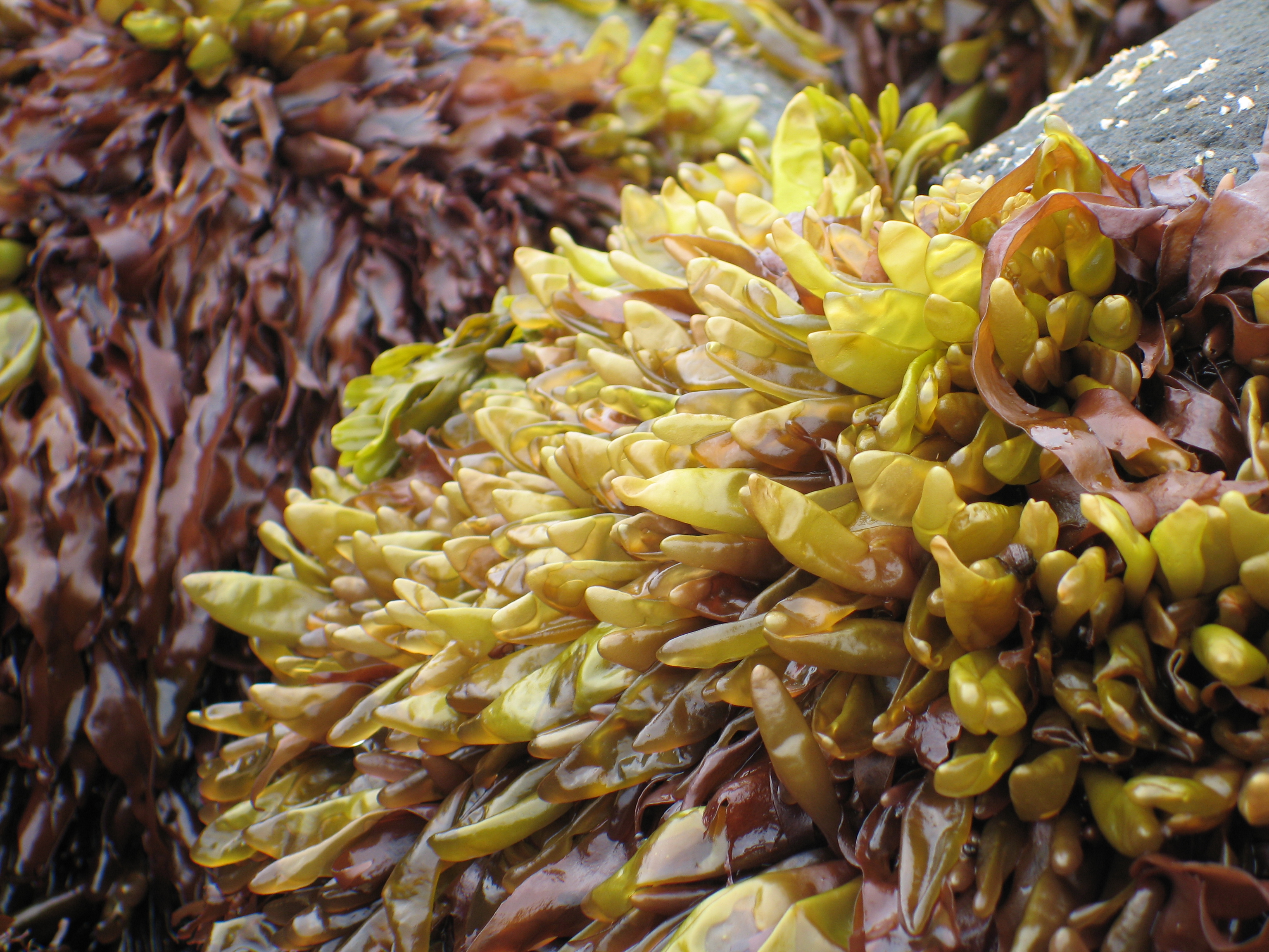 Halosaccion fucicola – M. Lindeberg · Aleutian Islands · July 2006