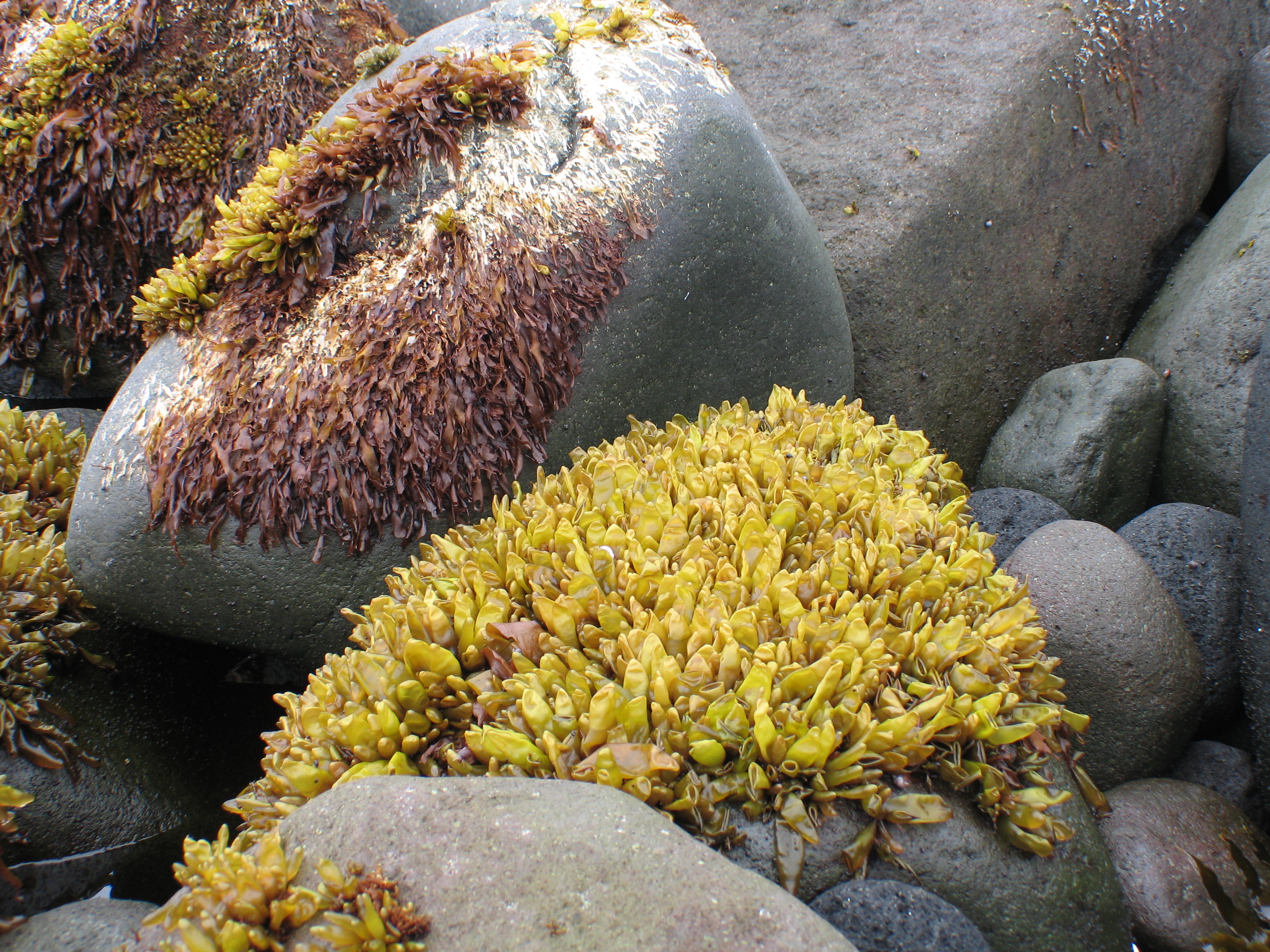 Halosaccion fucicola – M. Lindeberg · Aleutian Islands · July 2006