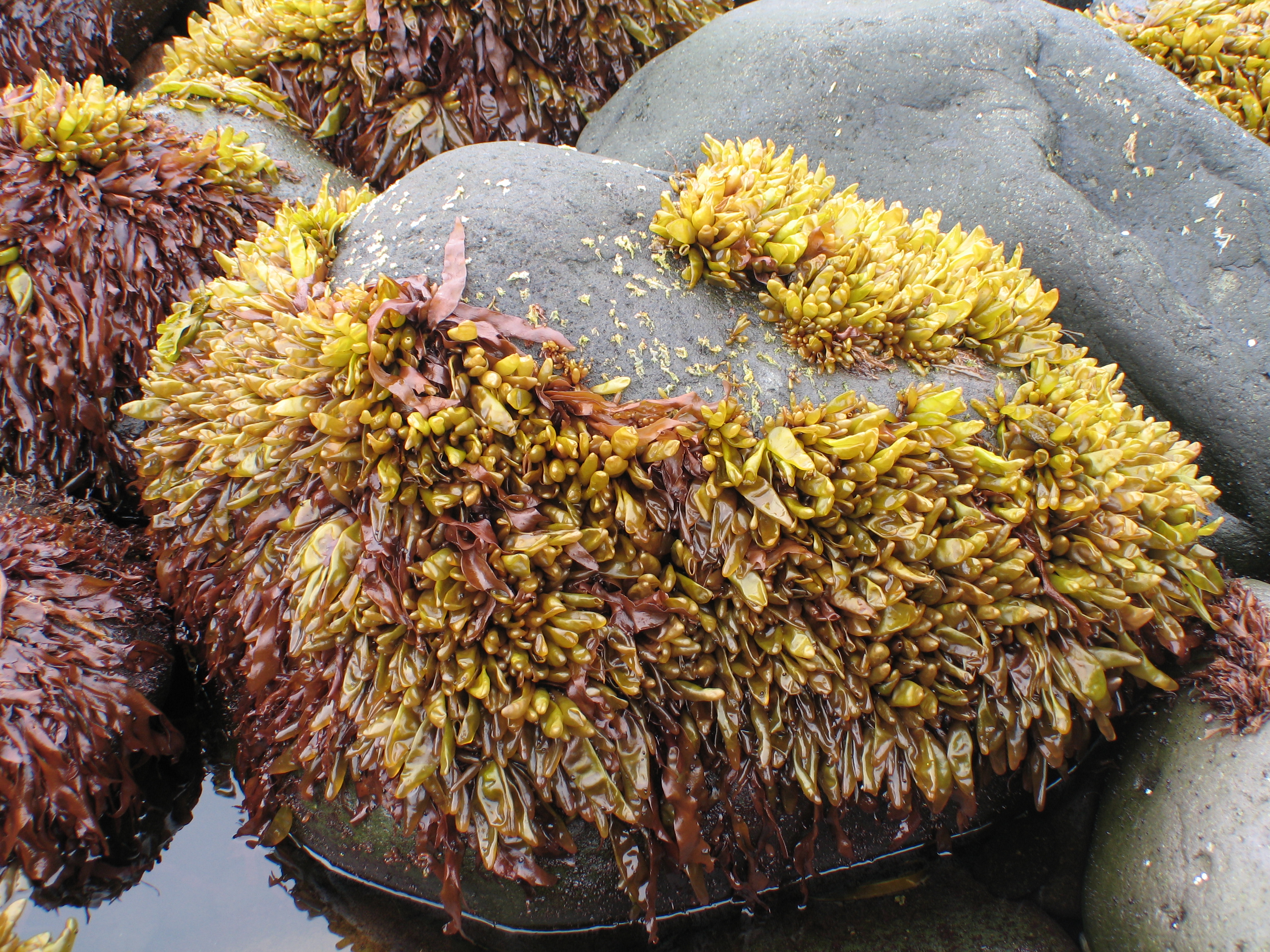 Halosaccion fucicola – M. Lindeberg · Aleutian Islands · July 2006