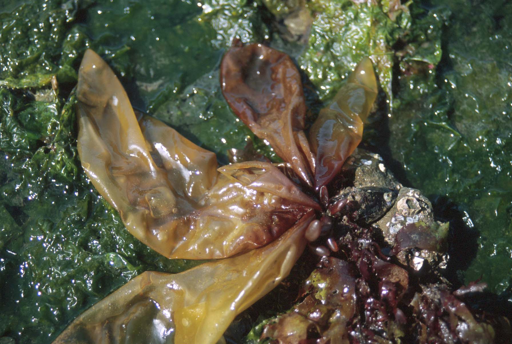 Halosaccion fucicola – M. Lindeberg · Cook Inlet · July 1995