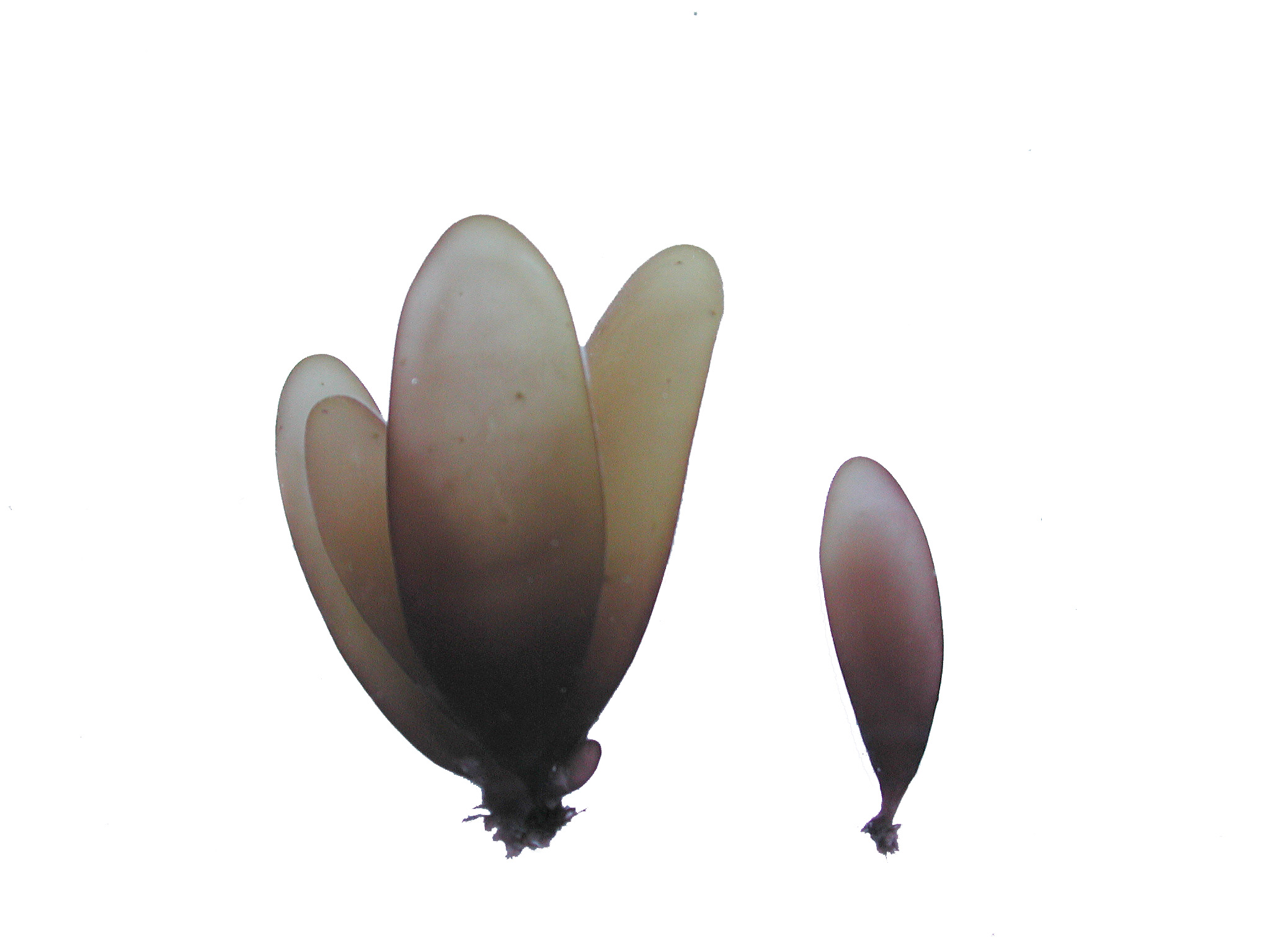 Halosaccion fucicola