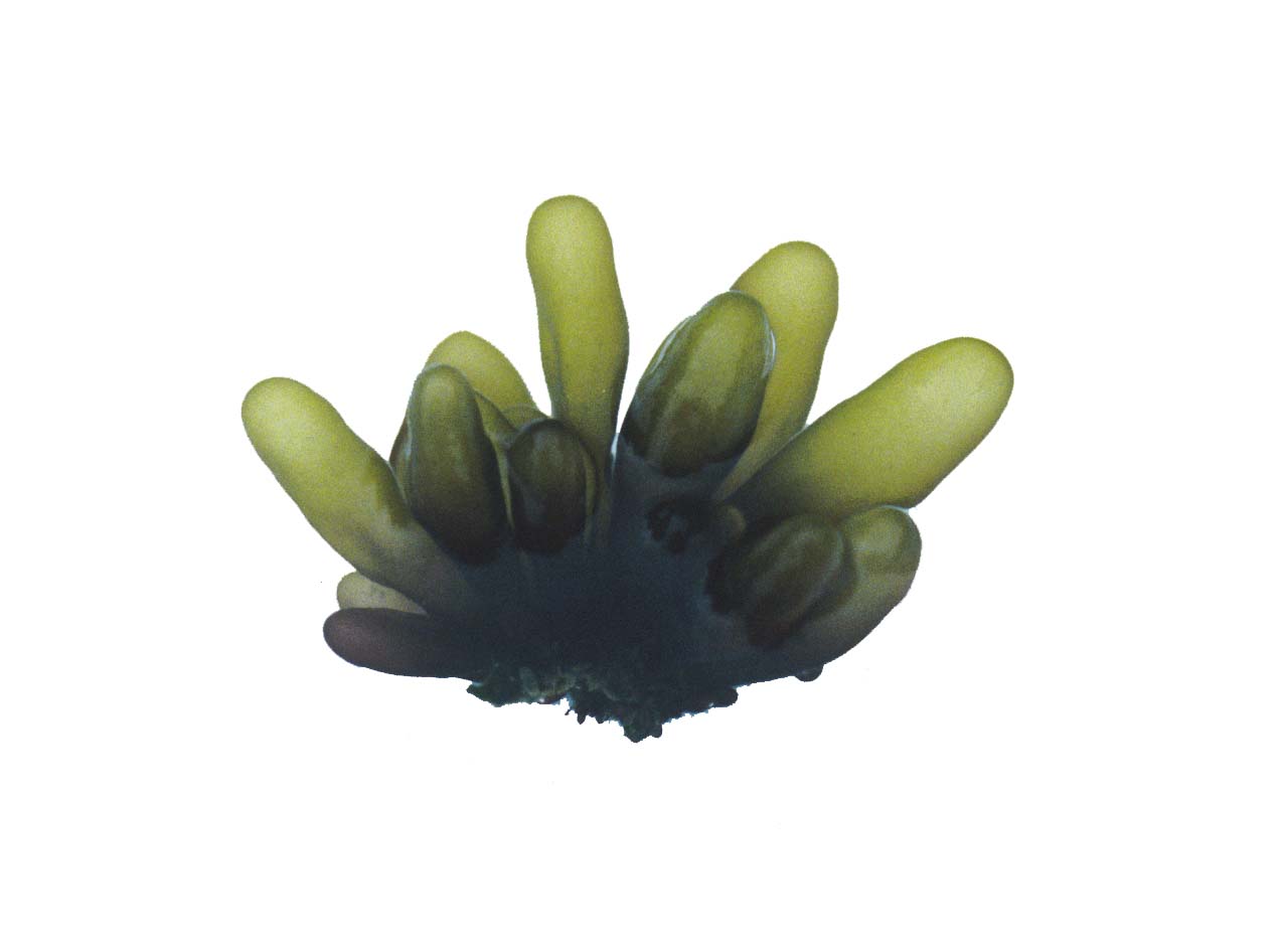 Halosaccion fucicola – M. Lindeberg