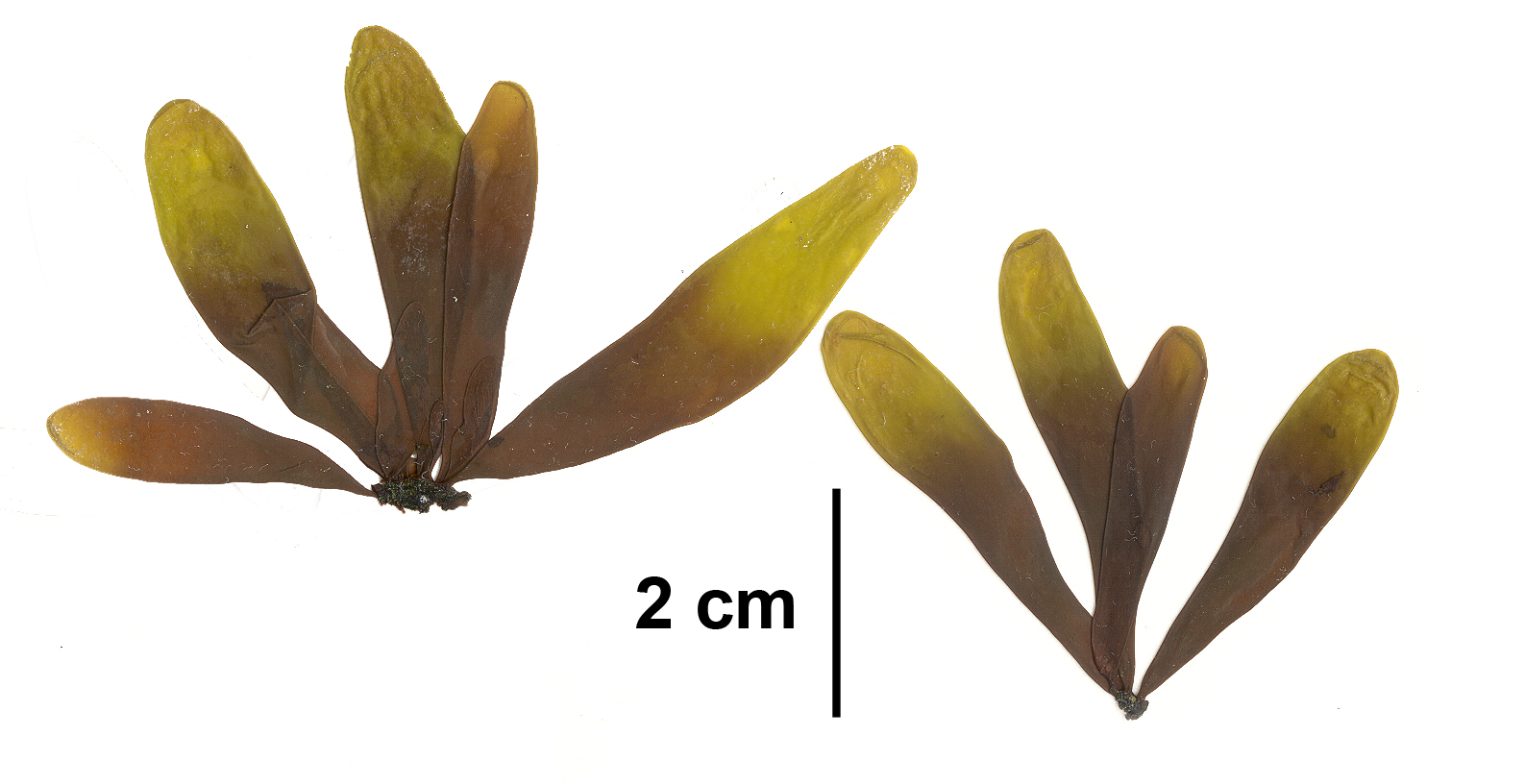 Halosaccion fucicola – M. Lindeberg · Aleutian Islands · July 2006