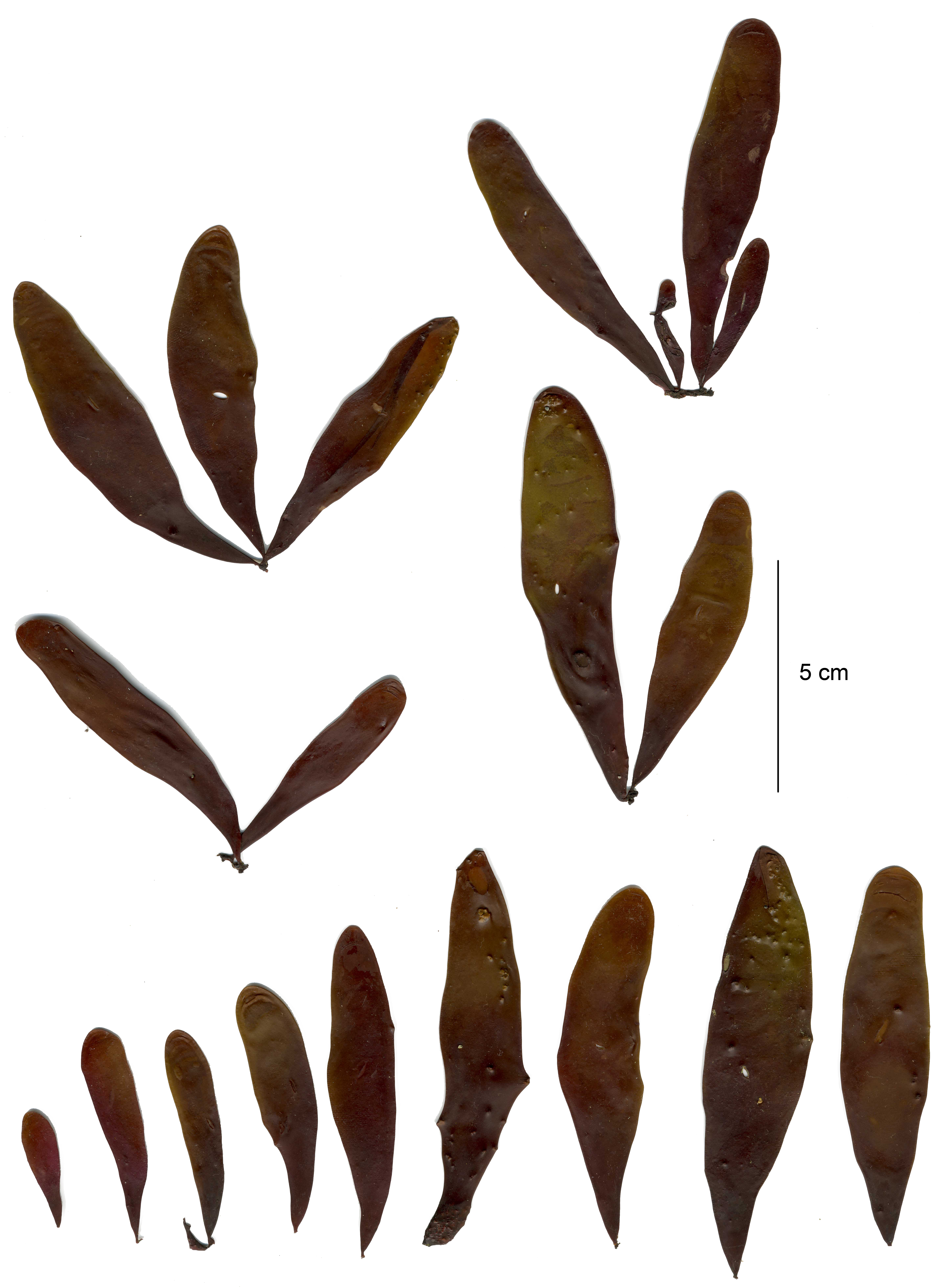 Halosaccion fucicola – M. Lindeberg
