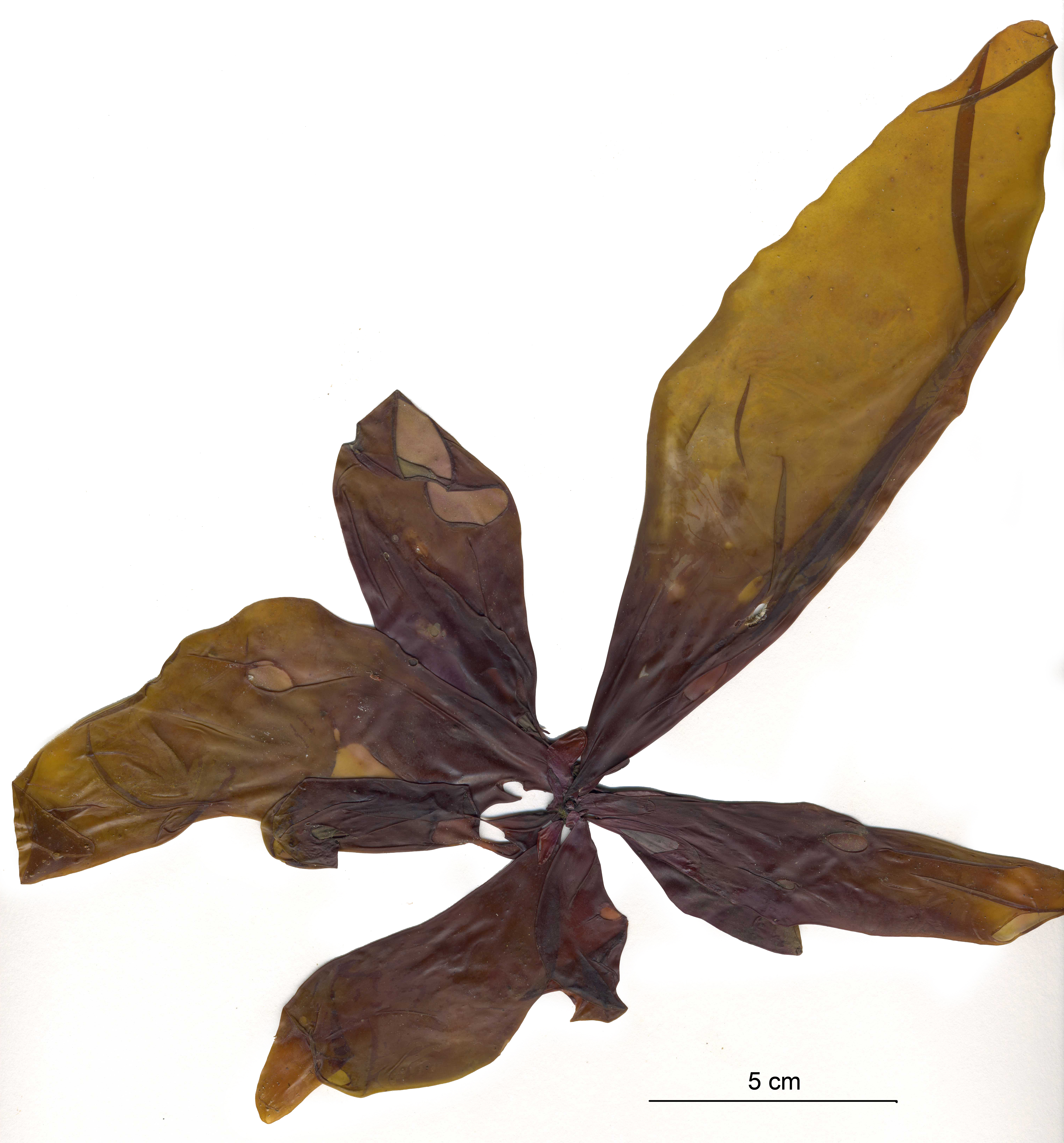 Halosaccion fucicola – M. Lindeberg