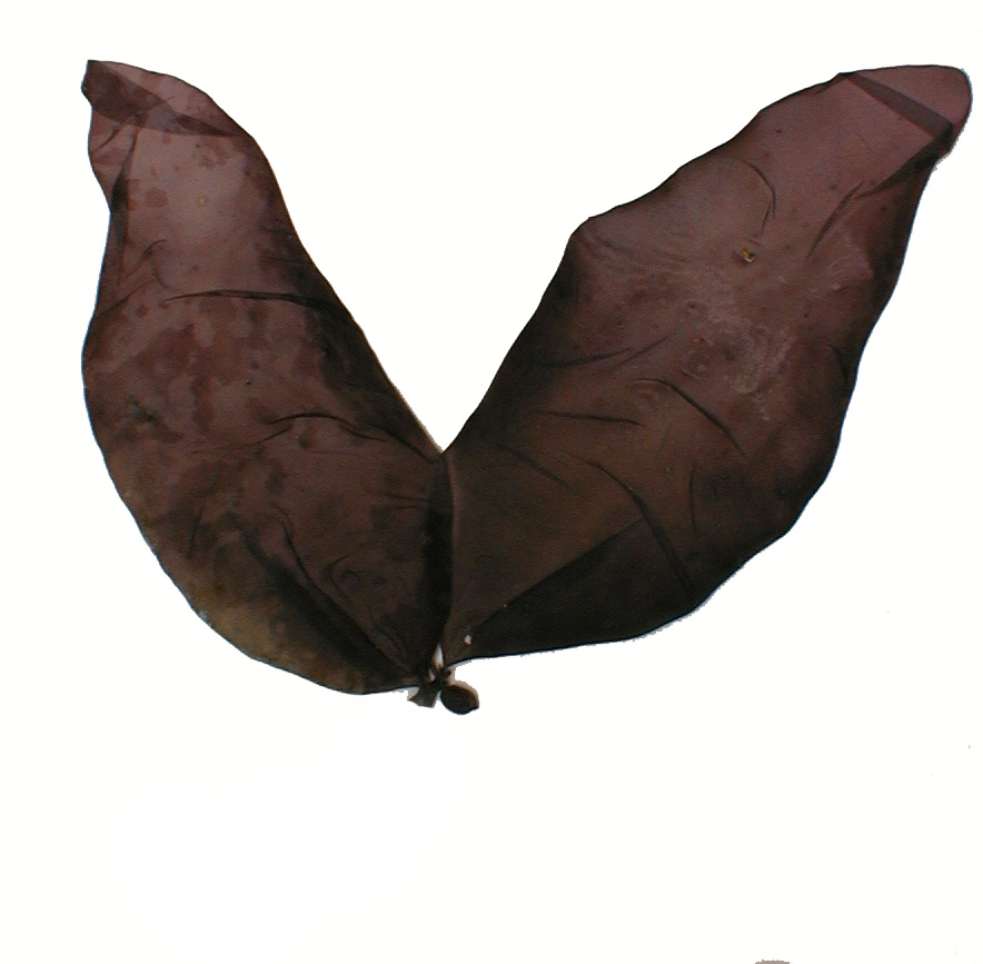 Halosaccion fucicola – M. Lindeberg · Cook Inlet · July 1995