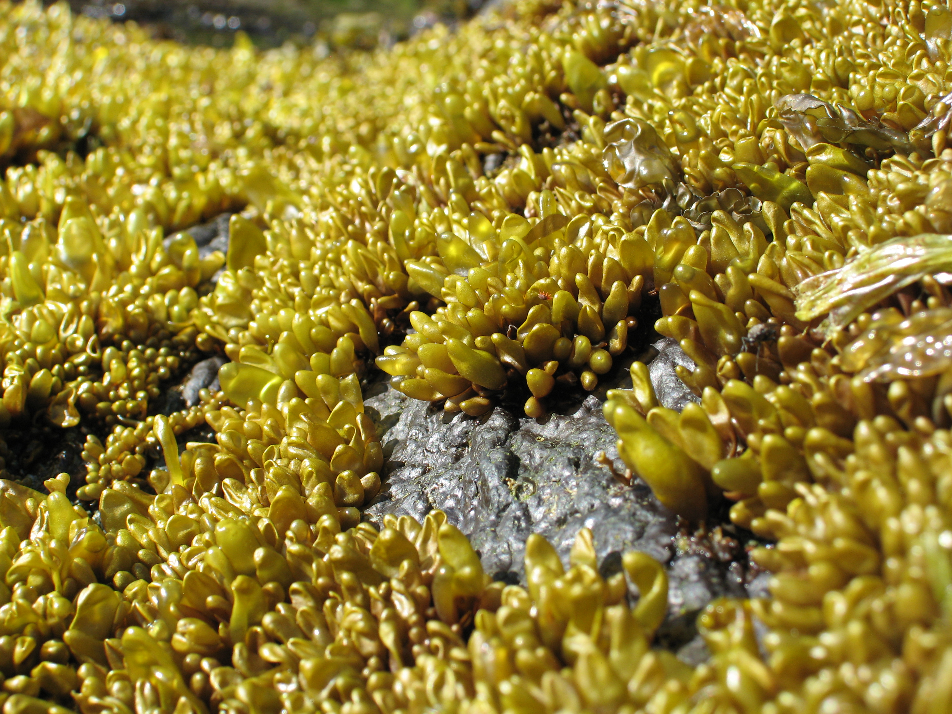 Halosaccion glandiforme – M. Lindeberg · Aleutian Islands · June 2007