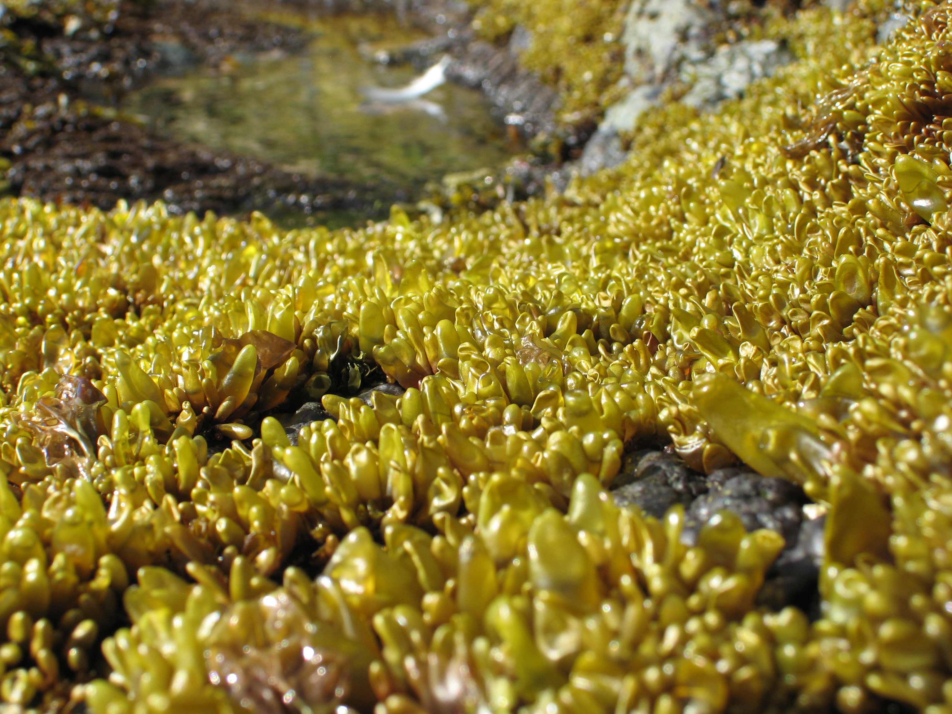 Halosaccion glandiforme – M. Lindeberg · Aleutian Islands · June 2007