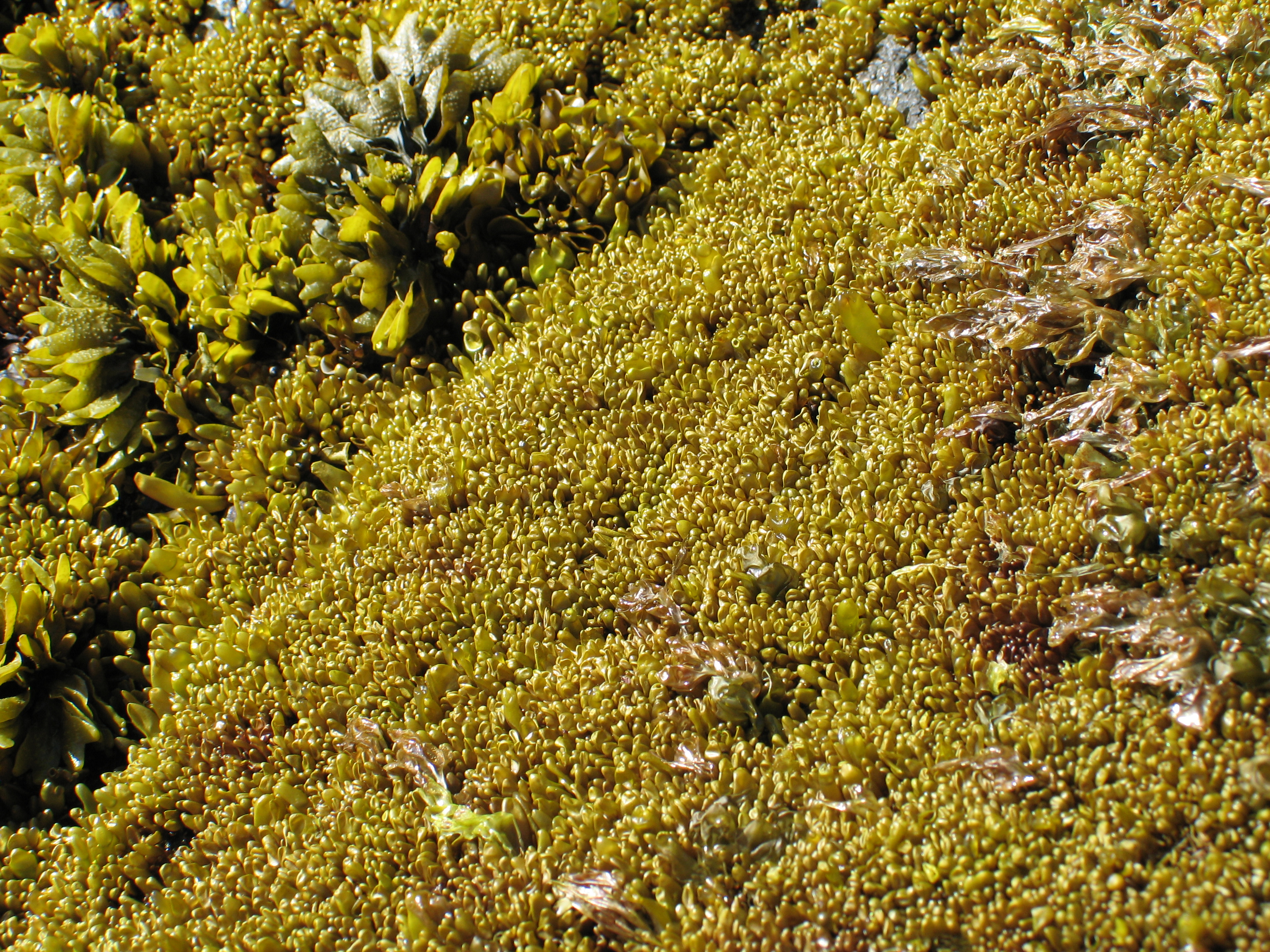 Halosaccion glandiforme – M. Lindeberg · Aleutian Islands · June 2007
