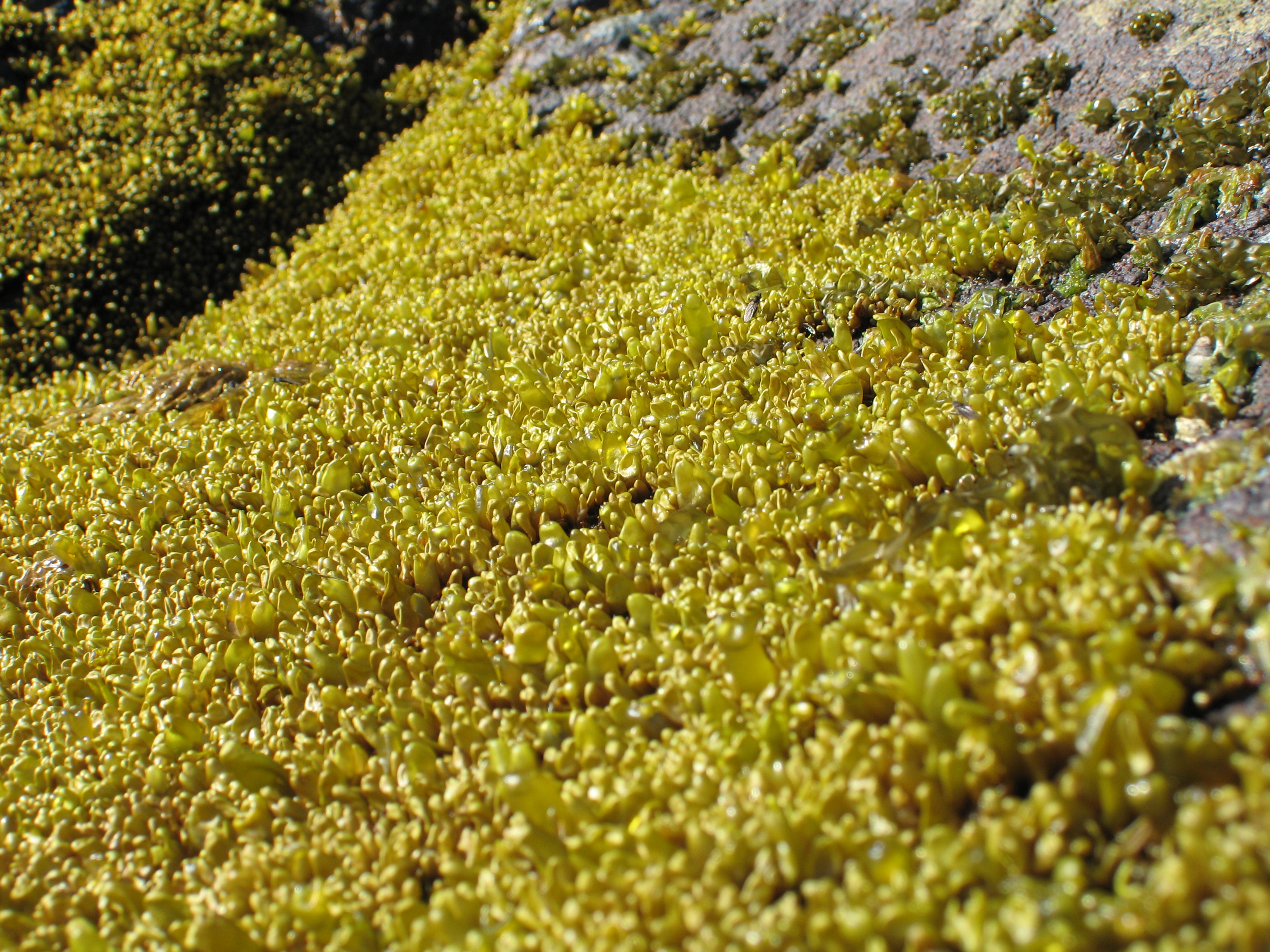 Halosaccion glandiforme – M. Lindeberg · Aleutian Islands · June 2007