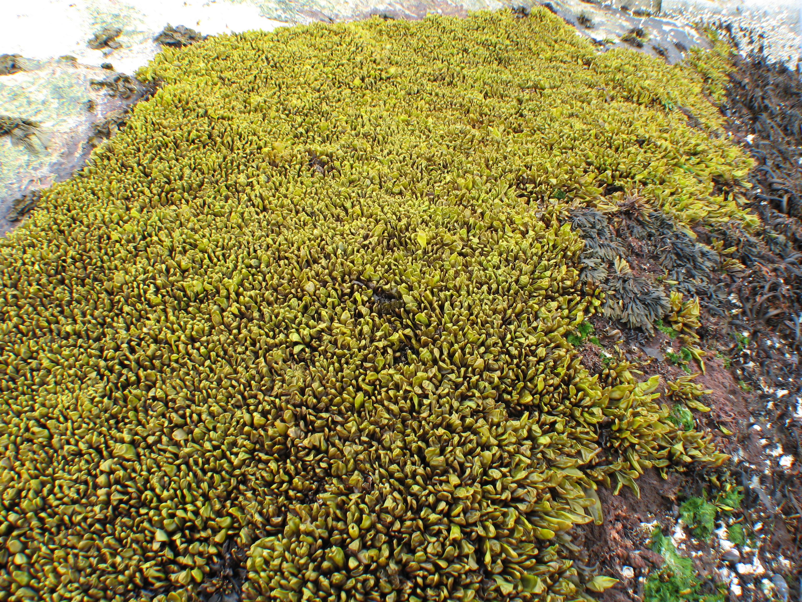 Halosaccion glandiforme – M. Lindeberg · Aleutian Islands · July 2006