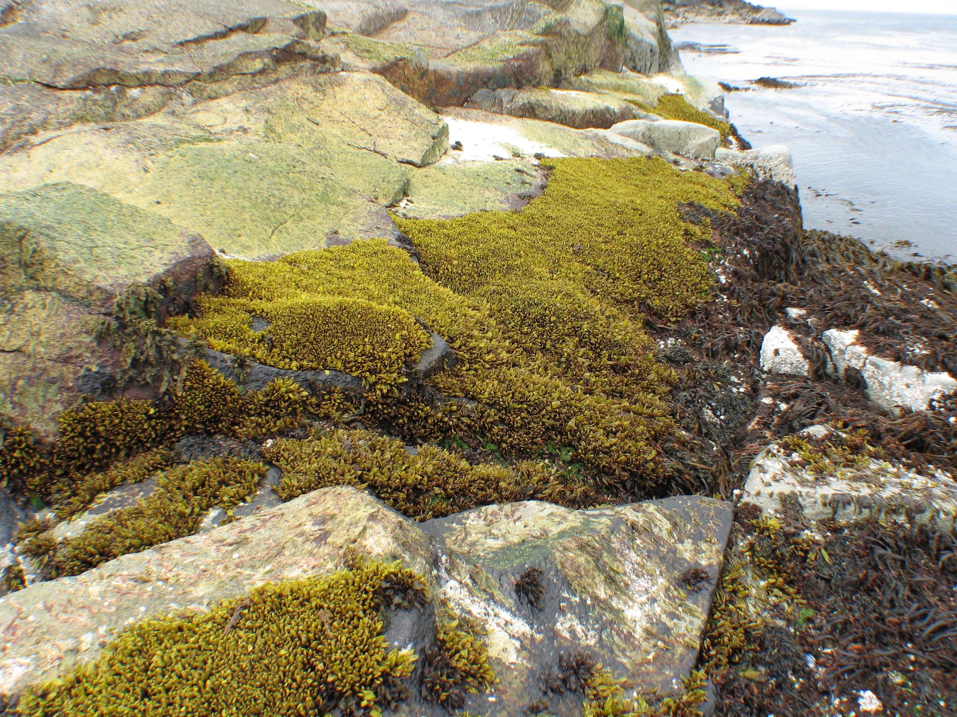 Halosaccion glandiforme – M. Lindeberg · Aleutian Islands · July 2006