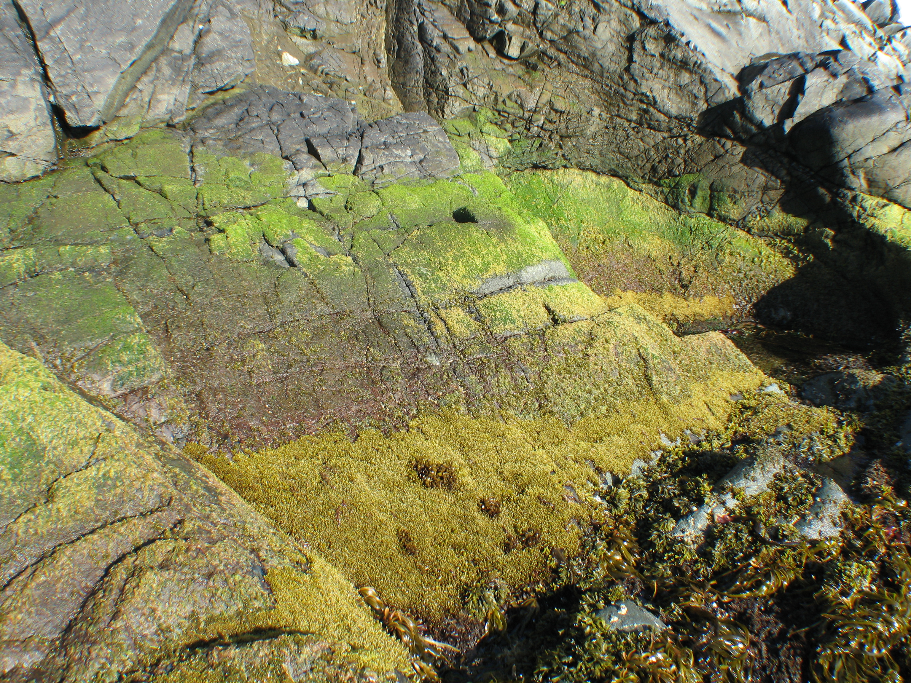 Halosaccion glandiforme – M. Lindeberg · Aleutian Islands · June 2007